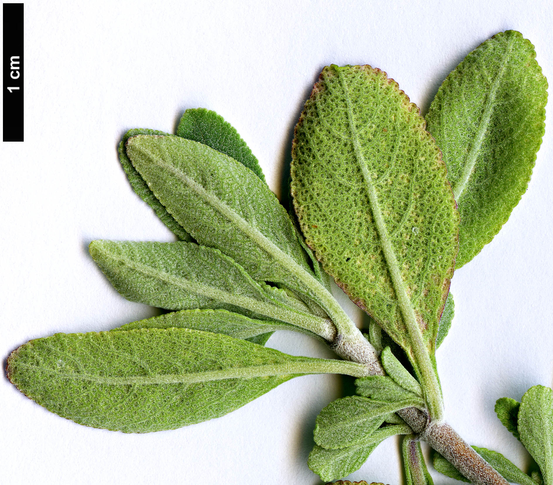 High resolution image: Family: Lamiaceae - Genus: Salvia - Taxon: clevelandii