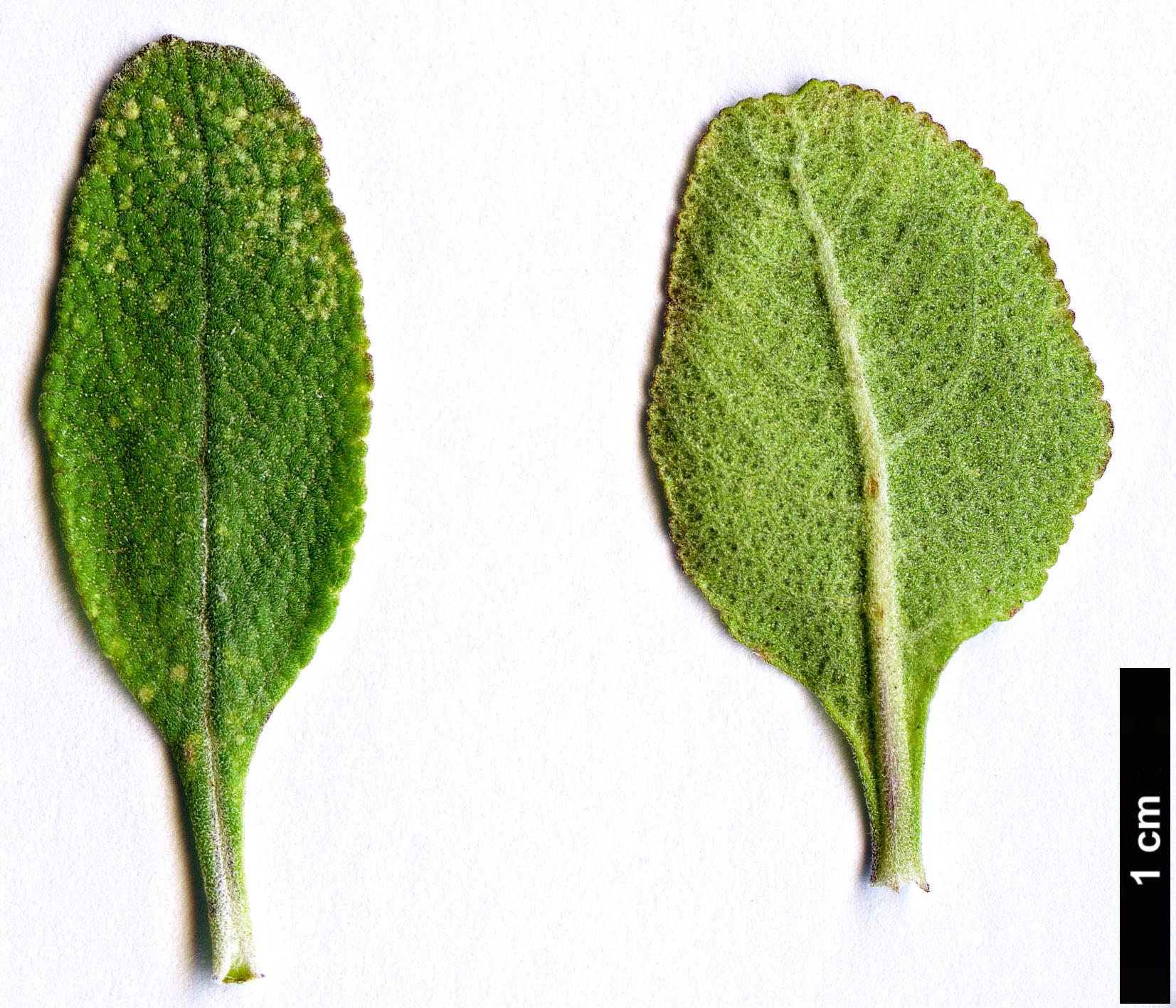 High resolution image: Family: Lamiaceae - Genus: Salvia - Taxon: clevelandii