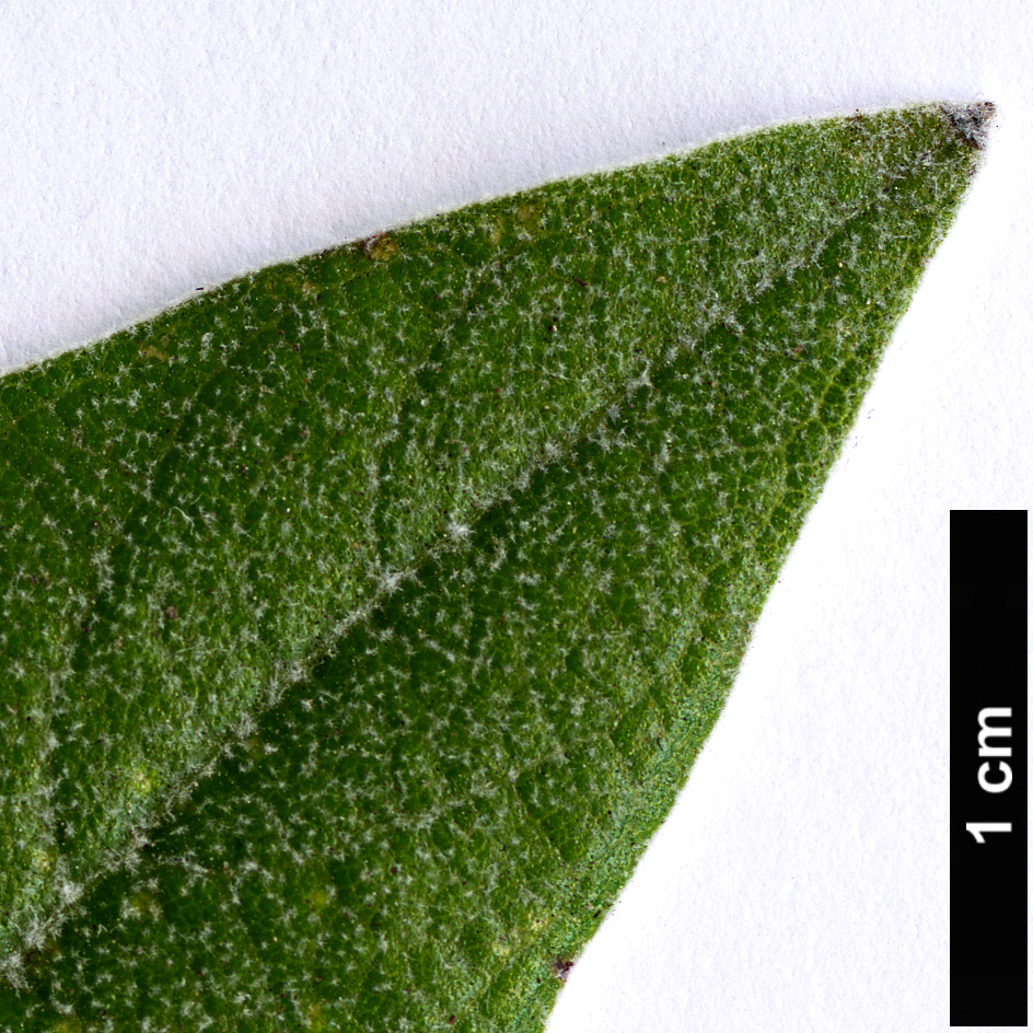 High resolution image: Family: Lamiaceae - Genus: Salvia - Taxon: discolor