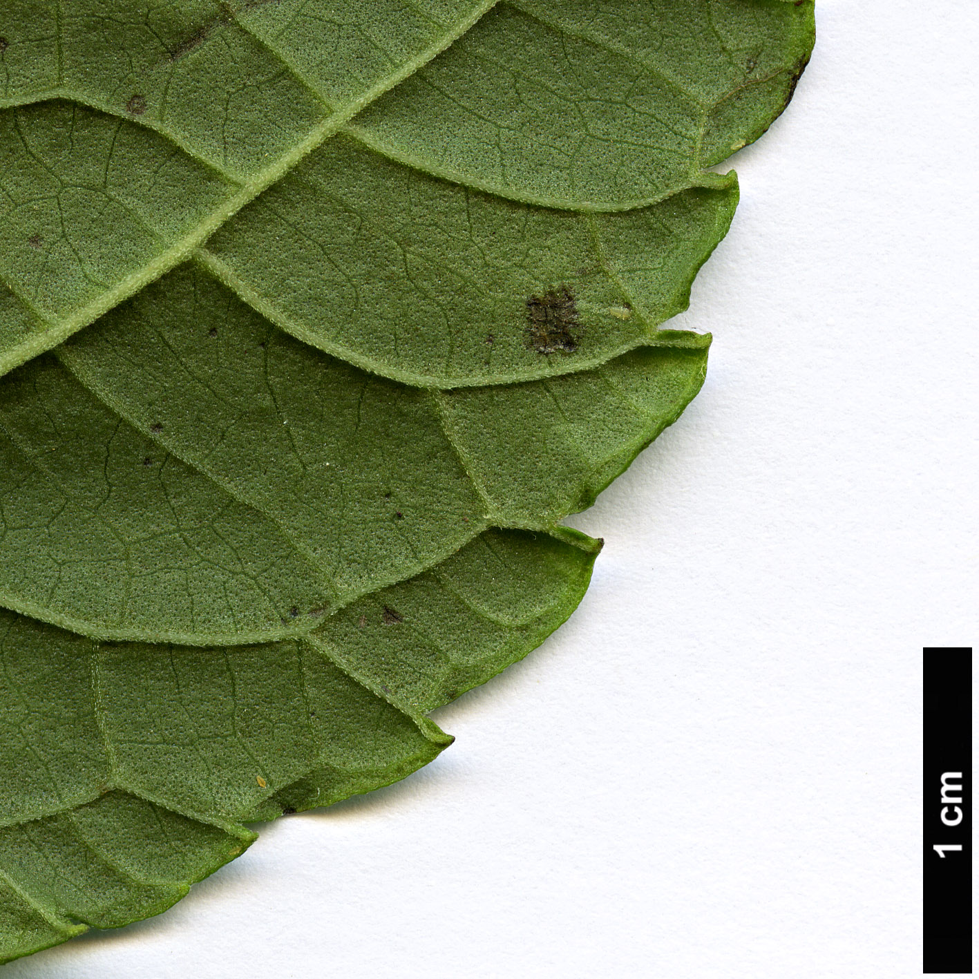 High resolution image: Family: Lamiaceae - Genus: Salvia - Taxon: divinorum