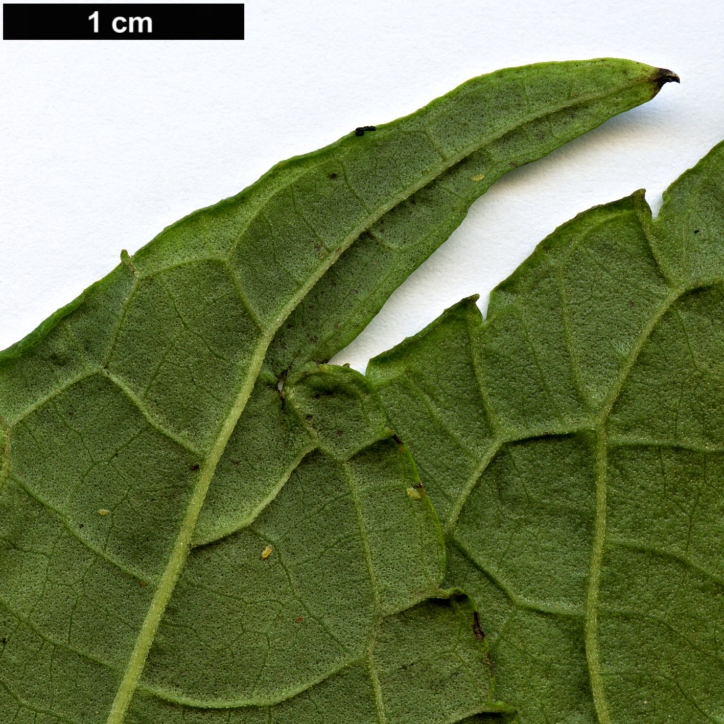 High resolution image: Family: Lamiaceae - Genus: Salvia - Taxon: divinorum