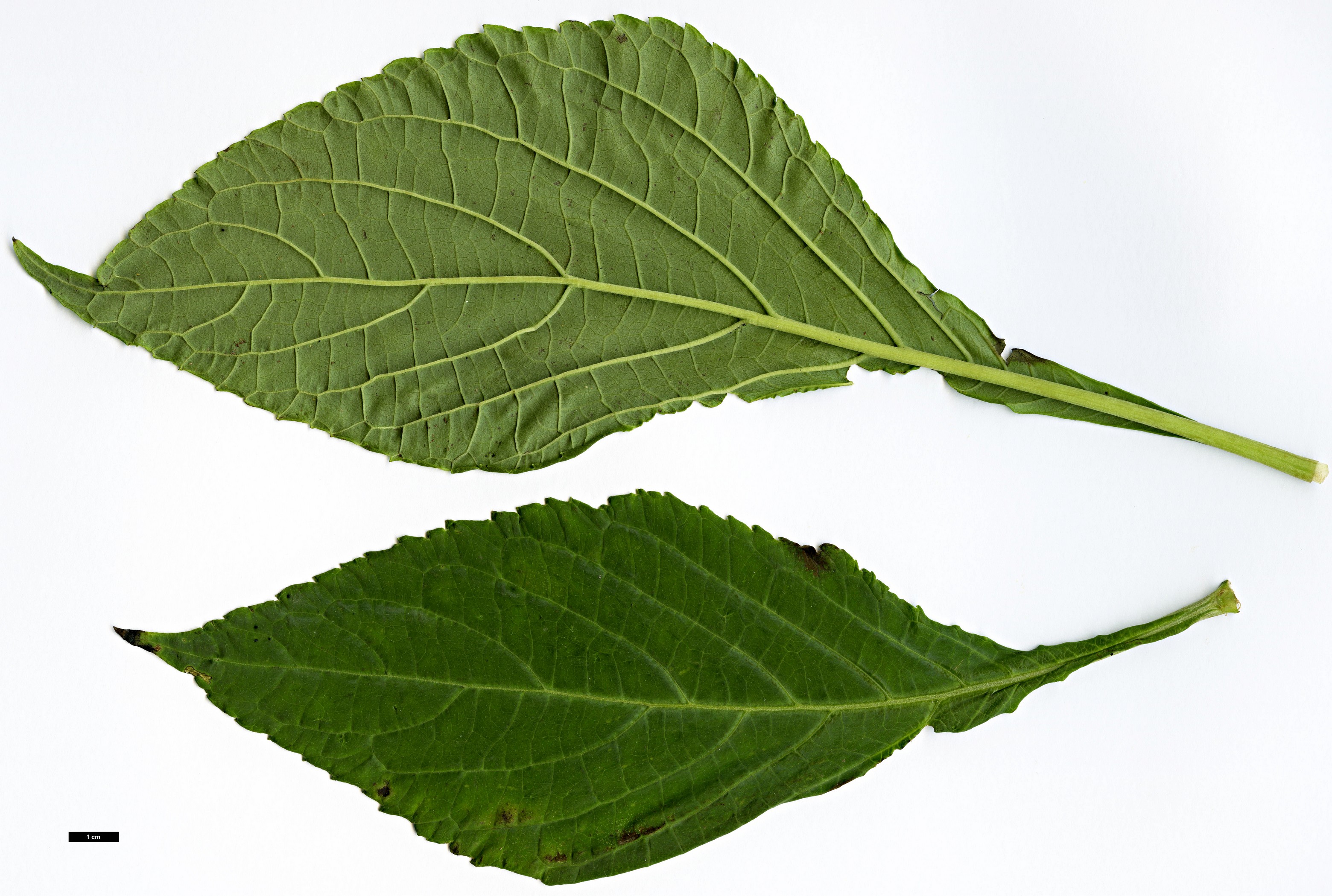 High resolution image: Family: Lamiaceae - Genus: Salvia - Taxon: divinorum