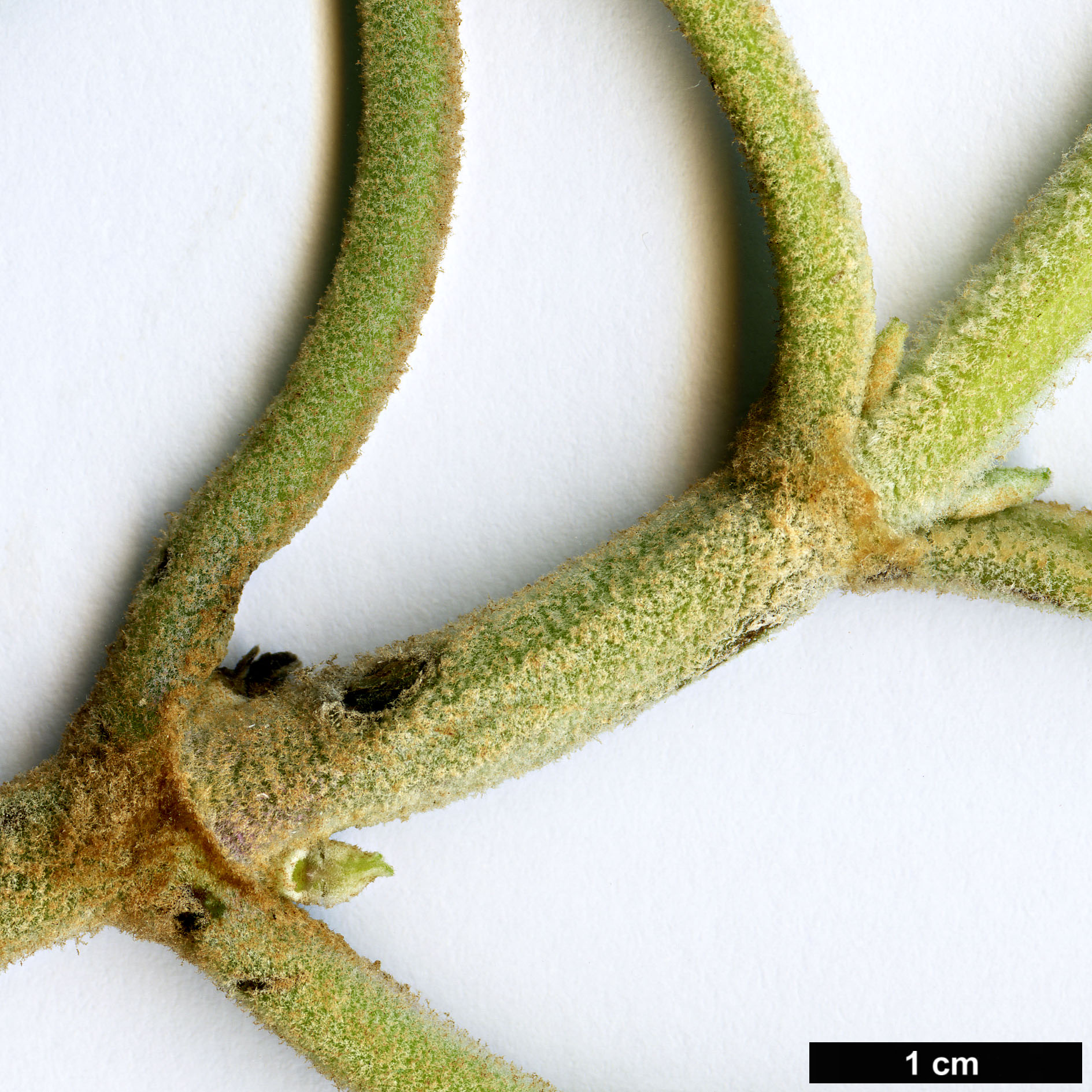 High resolution image: Family: Lamiaceae - Genus: Salvia - Taxon: karwinskii