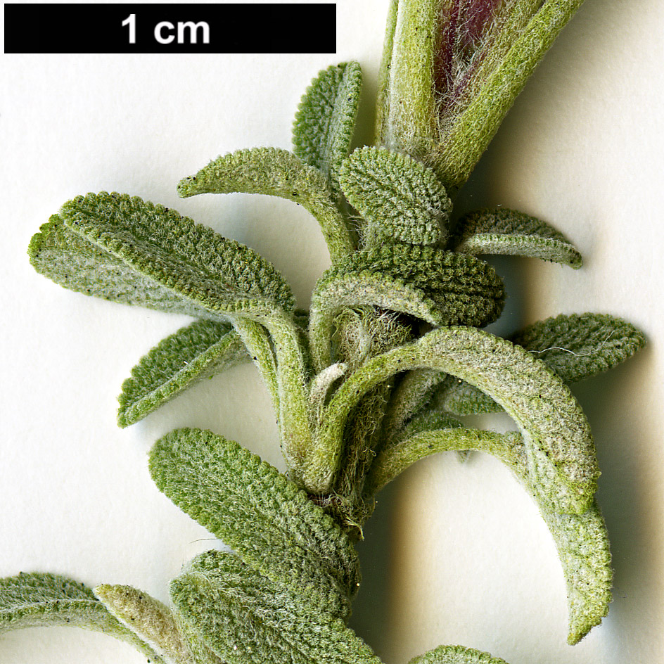 High resolution image: Family: Lamiaceae - Genus: Salvia - Taxon: lavandulifolia