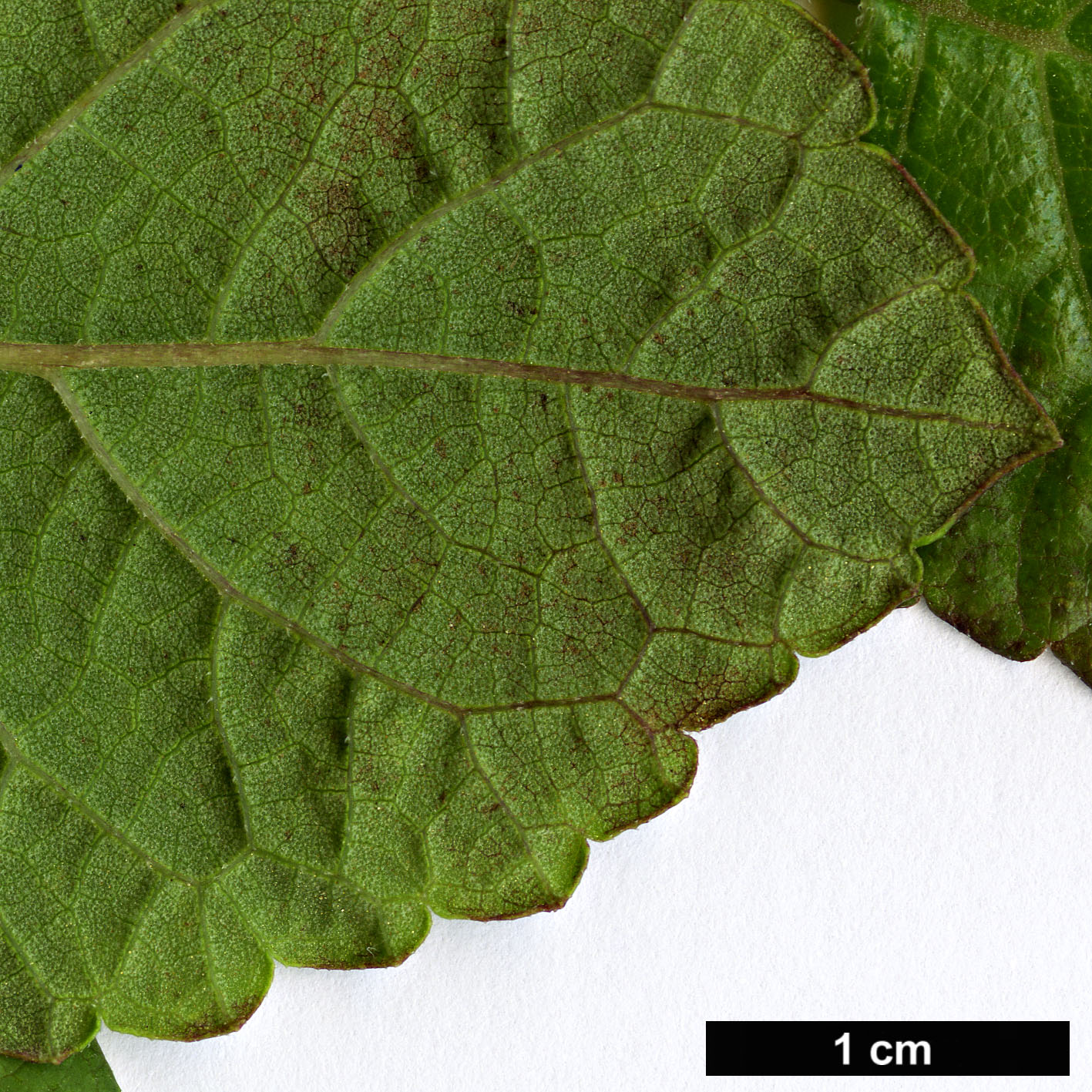 High resolution image: Family: Lamiaceae - Genus: Salvia - Taxon: regla