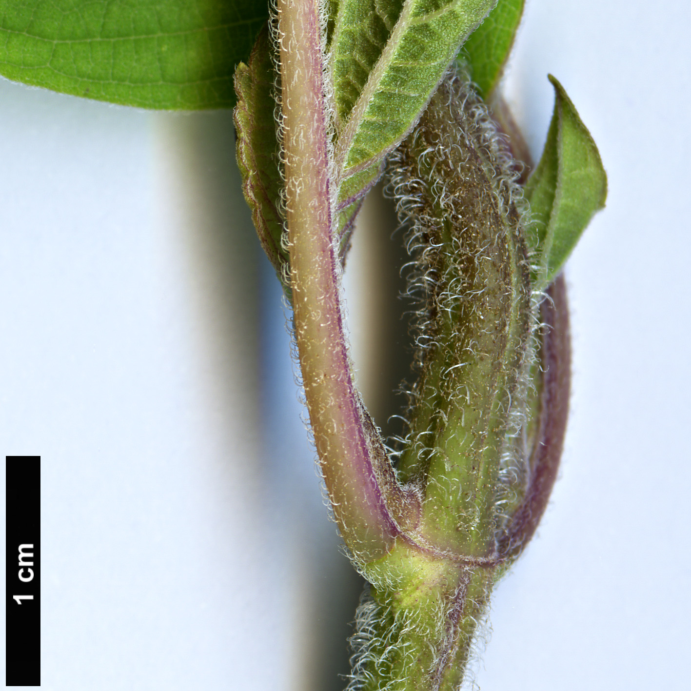 High resolution image: Family: Lamiaceae - Genus: Salvia - Taxon: rutilans