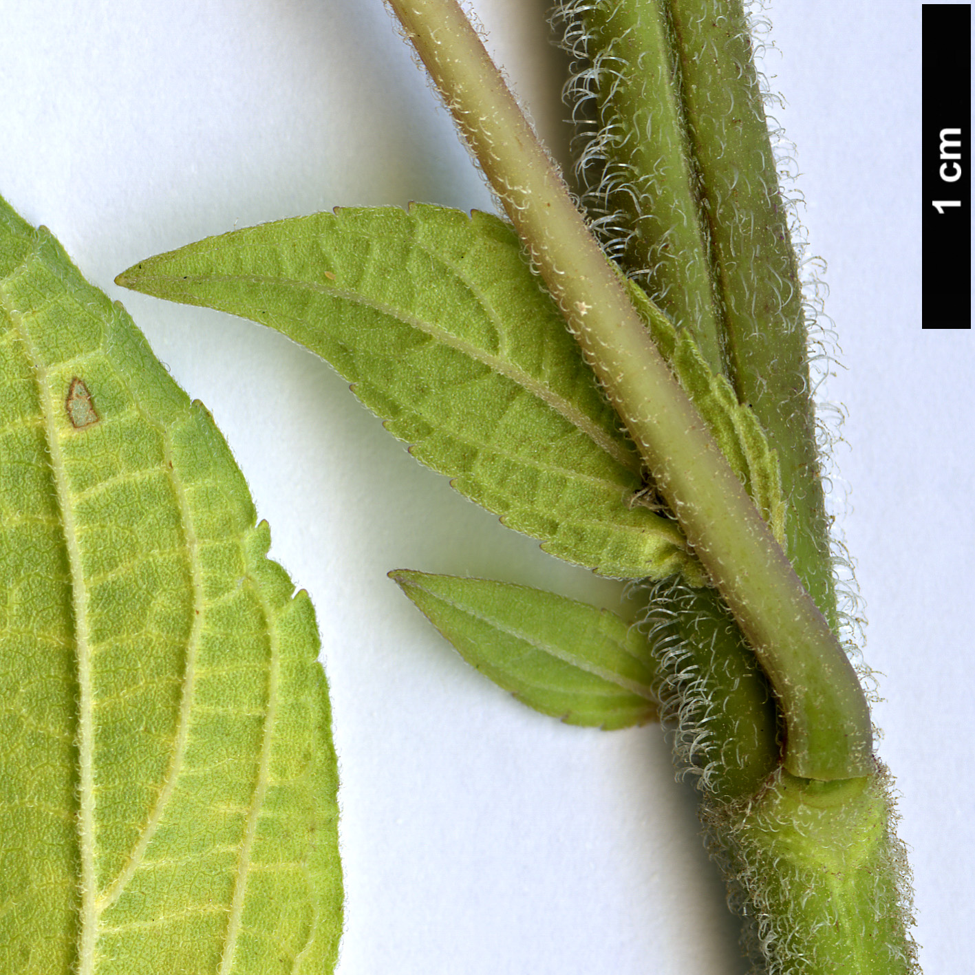 High resolution image: Family: Lamiaceae - Genus: Salvia - Taxon: rutilans