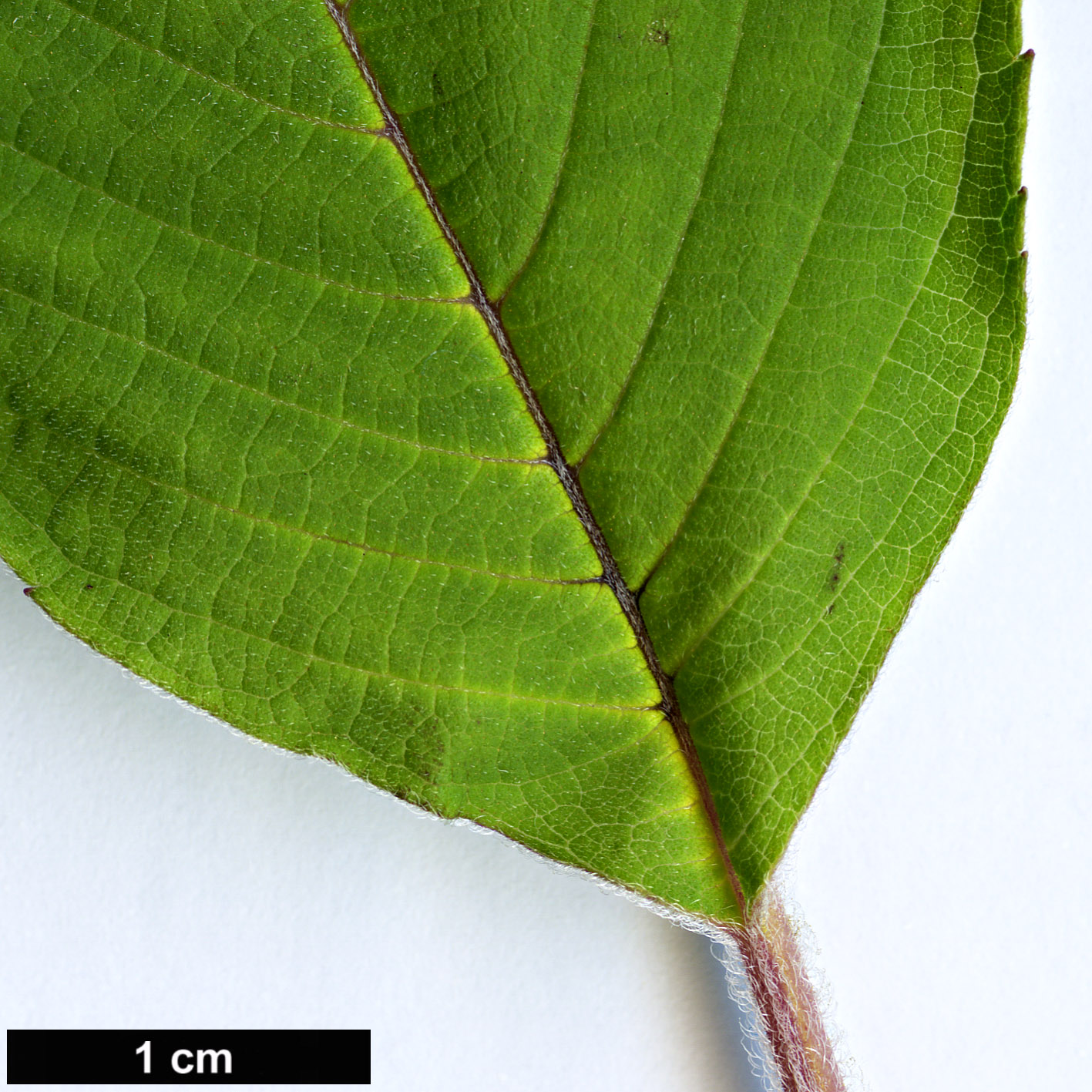 High resolution image: Family: Lamiaceae - Genus: Salvia - Taxon: rutilans