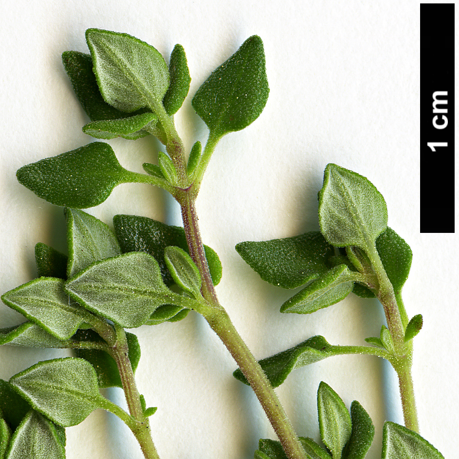 High resolution image: Family: Lamiaceae - Genus: Thymus - Taxon: camphoratus