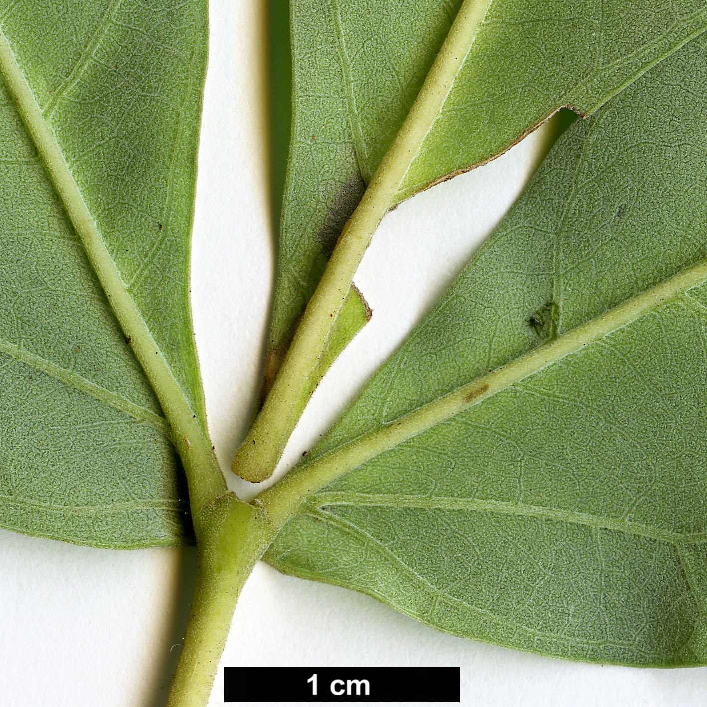 High resolution image: Family: Lamiaceae - Genus: Vitex - Taxon: rotundifolium