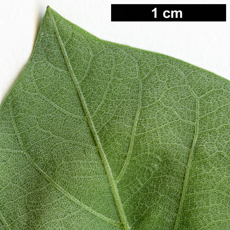 High resolution image: Family: Lamiaceae - Genus: Vitex - Taxon: rotundifolium