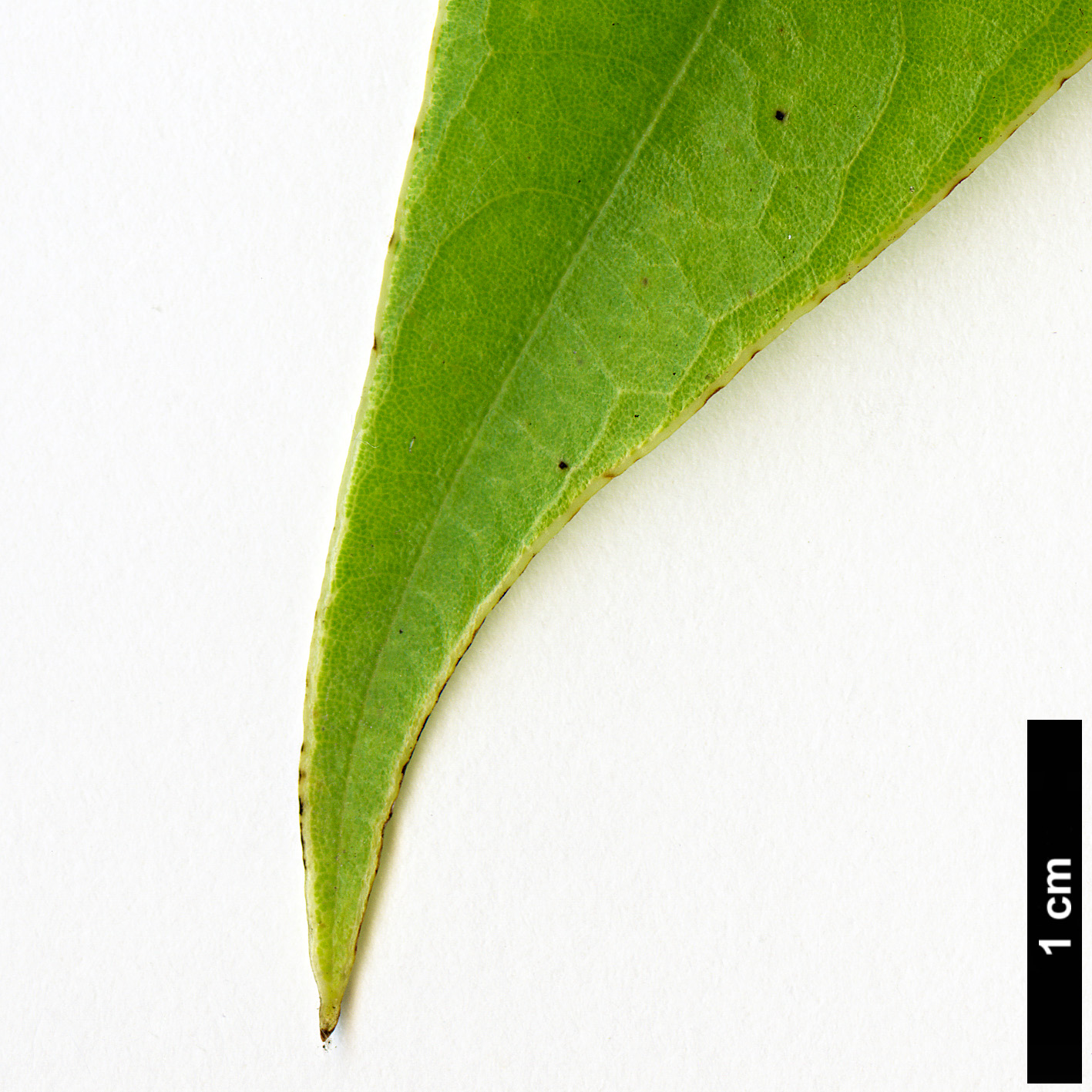 High resolution image: Family: Lauraceae - Genus: Actinodaphne - Taxon: omeiensis