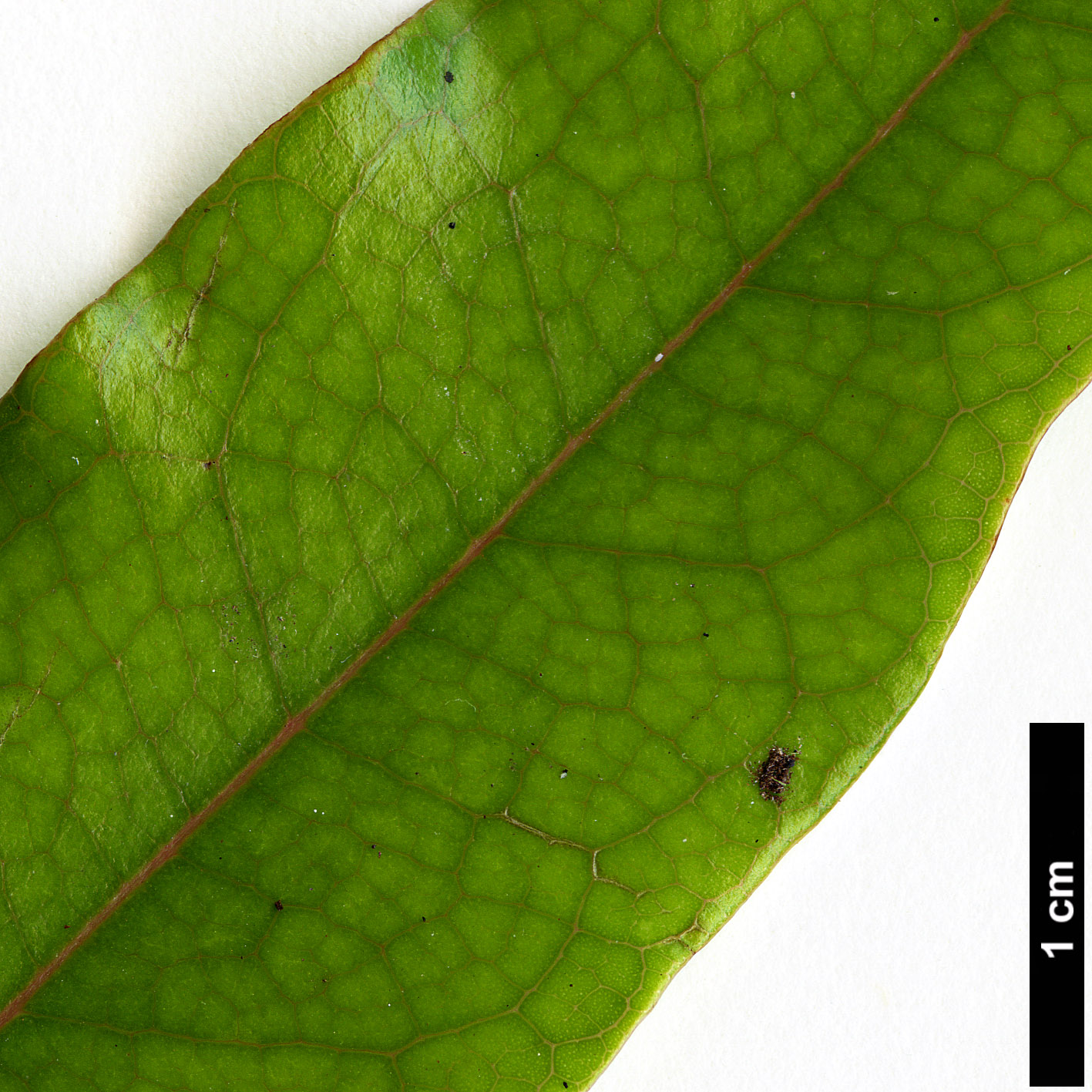 High resolution image: Family: Lauraceae - Genus: Beilschmiedia - Taxon: erythrophloia