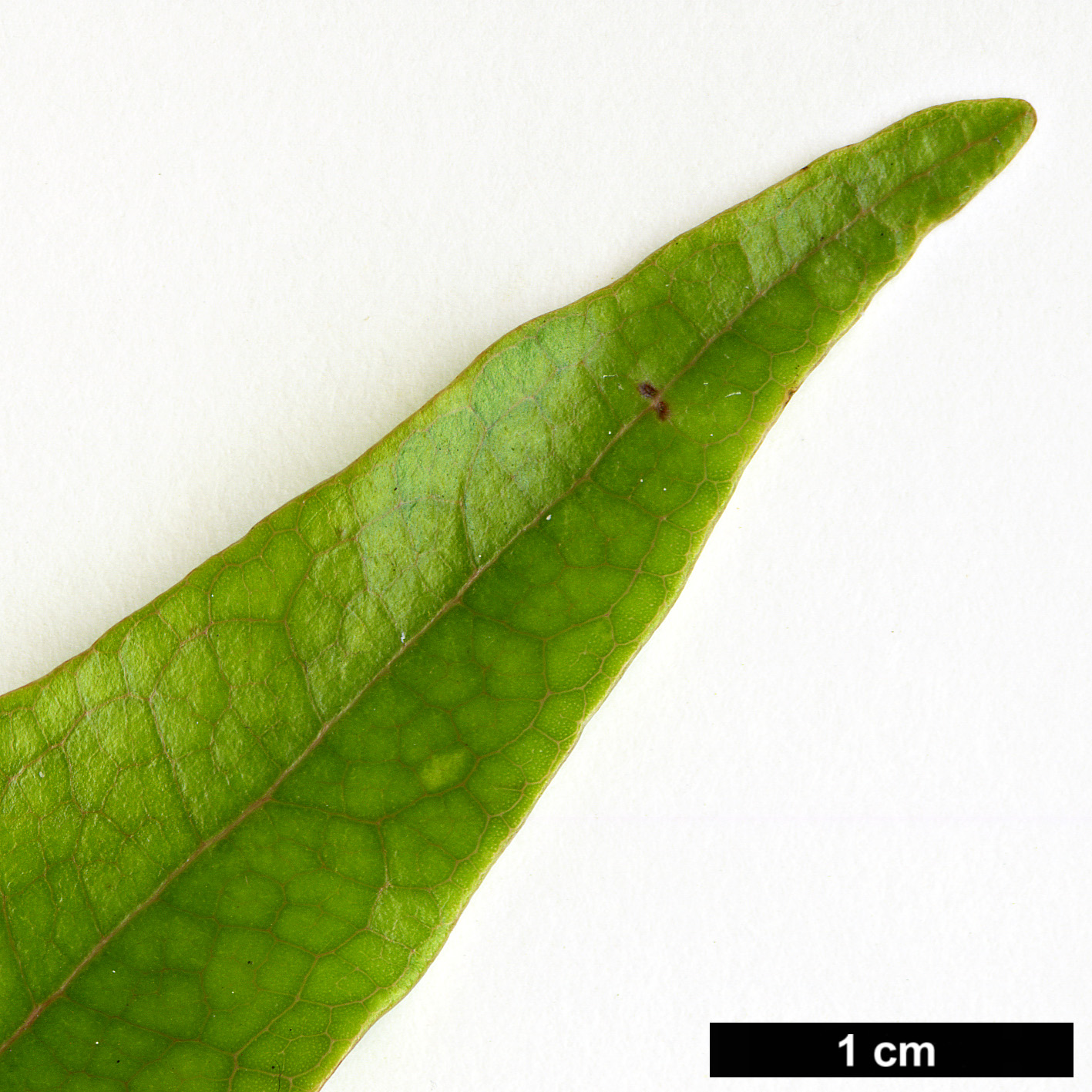 High resolution image: Family: Lauraceae - Genus: Beilschmiedia - Taxon: erythrophloia