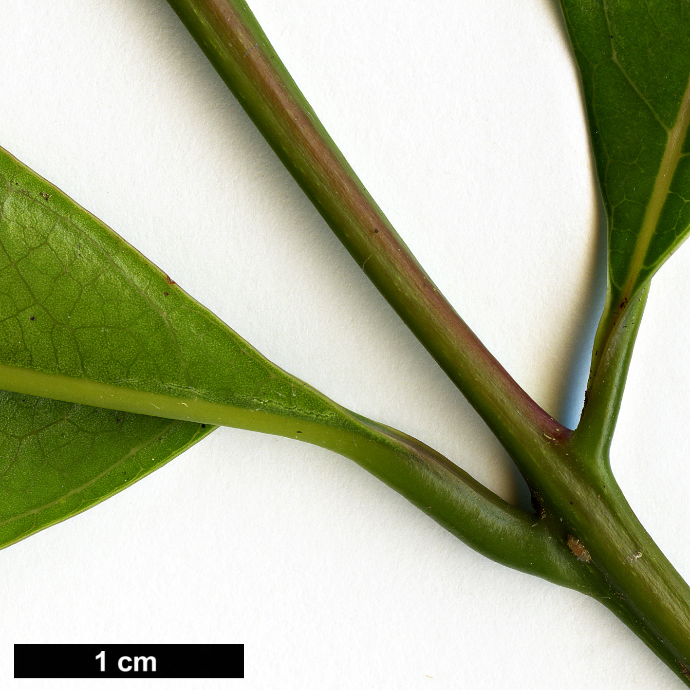 High resolution image: Family: Lauraceae - Genus: Beilschmiedia - Taxon: erythrophloia