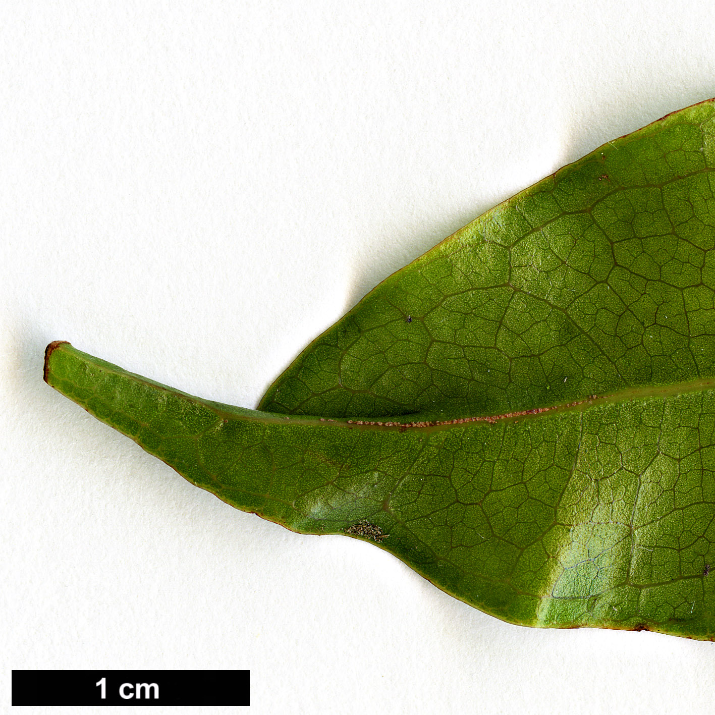 High resolution image: Family: Lauraceae - Genus: Beilschmiedia - Taxon: erythrophloia