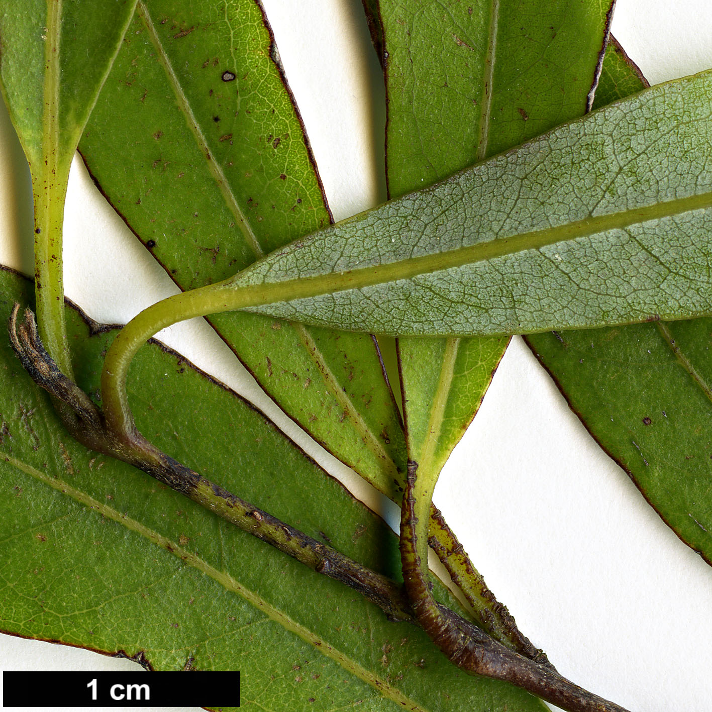 High resolution image: Family: Lauraceae - Genus: Beilschmiedia - Taxon: tawa