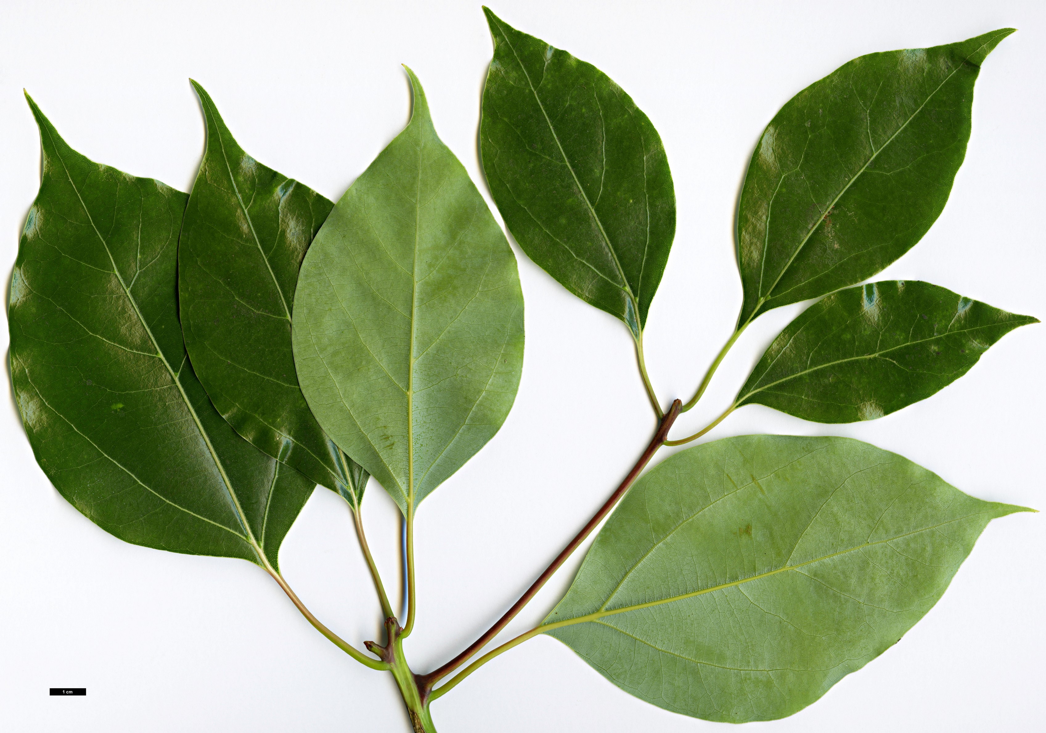 High resolution image: Family: Lauraceae - Genus: Cinnamomum - Taxon: camphora