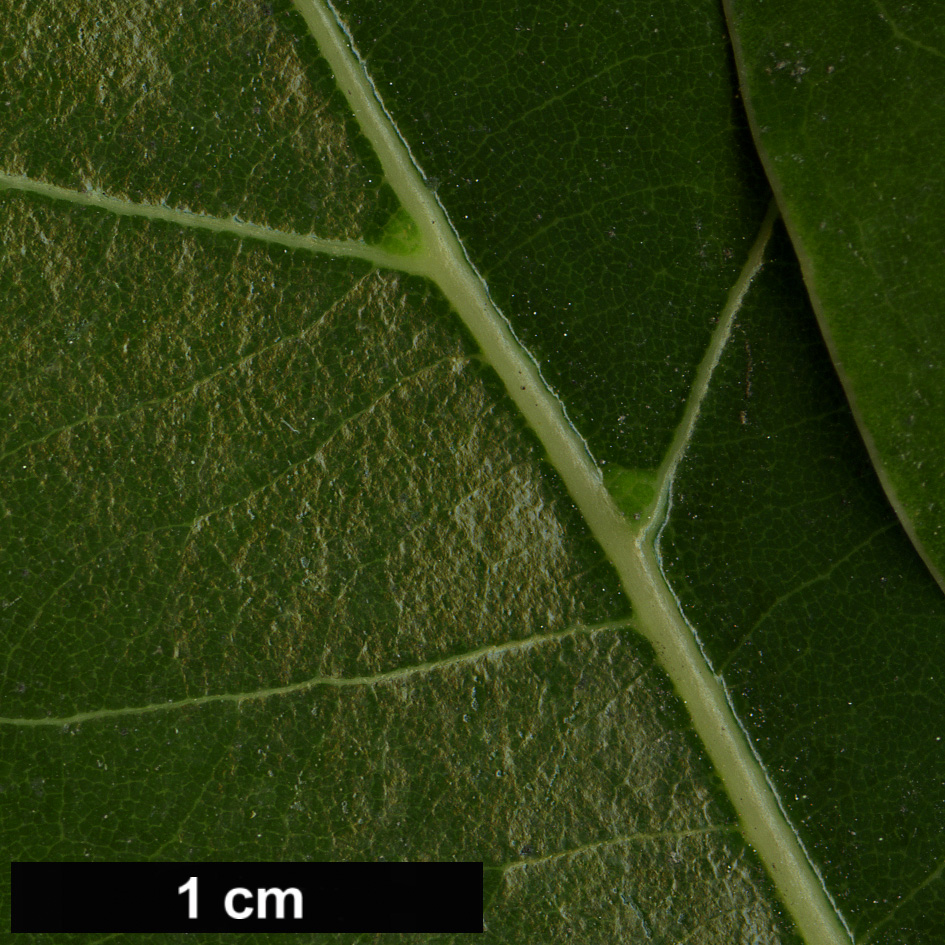 High resolution image: Family: Lauraceae - Genus: Cinnamomum - Taxon: camphora