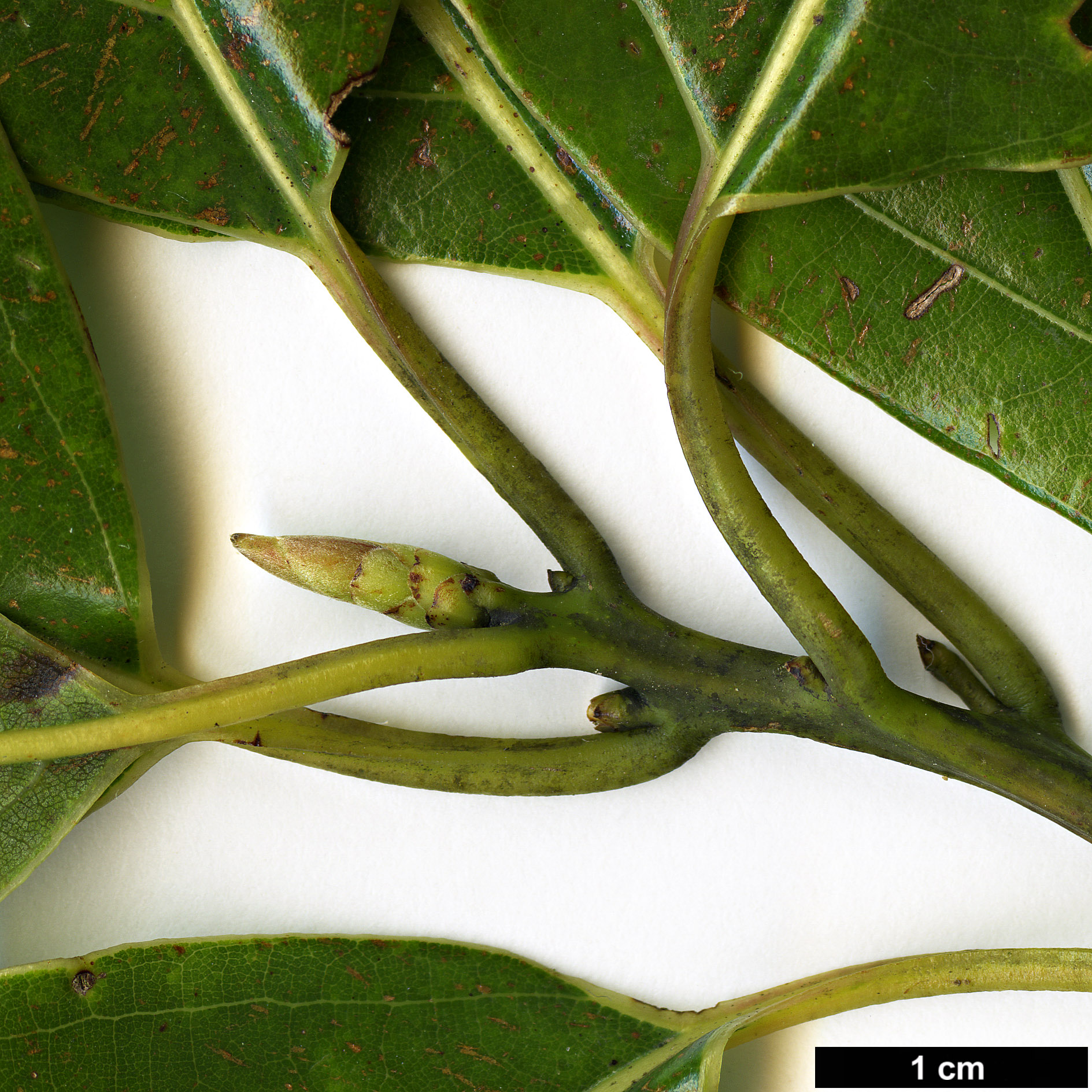 High resolution image: Family: Lauraceae - Genus: Cinnamomum - Taxon: glanduliferum