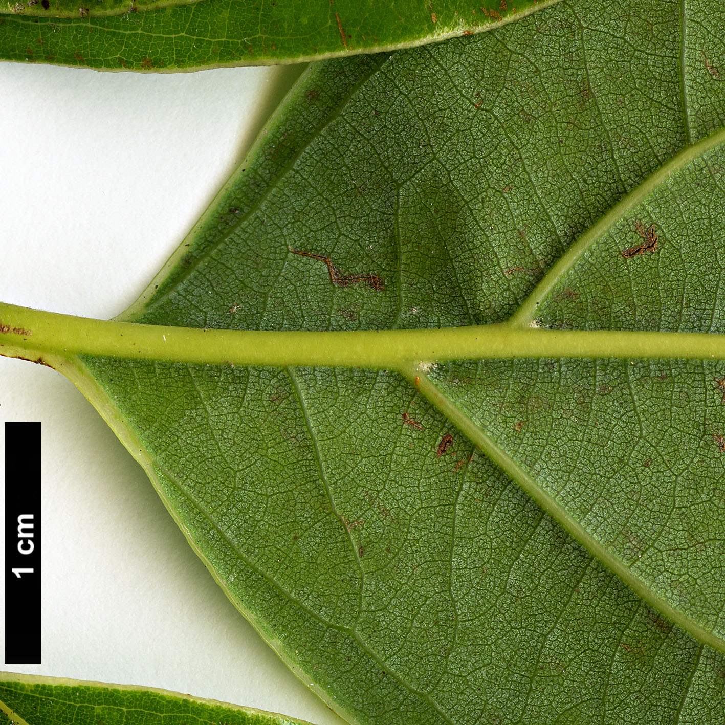 High resolution image: Family: Lauraceae - Genus: Cinnamomum - Taxon: glanduliferum