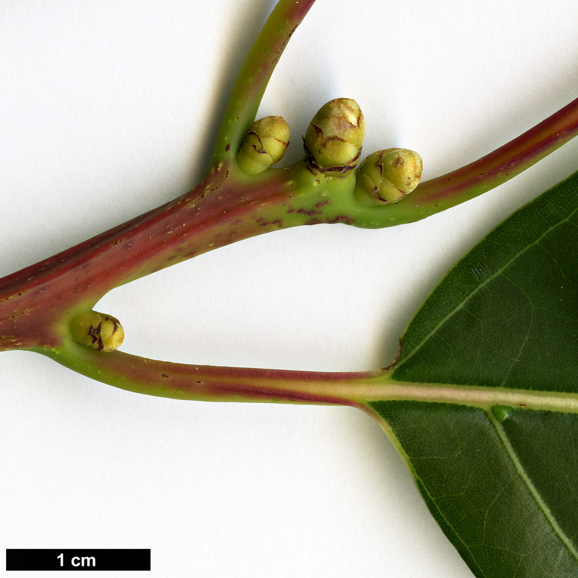 High resolution image: Family: Lauraceae - Genus: Cinnamomum - Taxon: glanduliferum