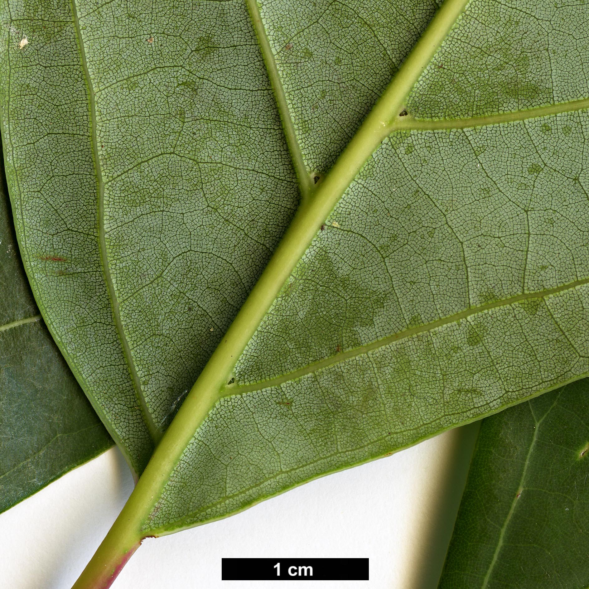 High resolution image: Family: Lauraceae - Genus: Cinnamomum - Taxon: glanduliferum