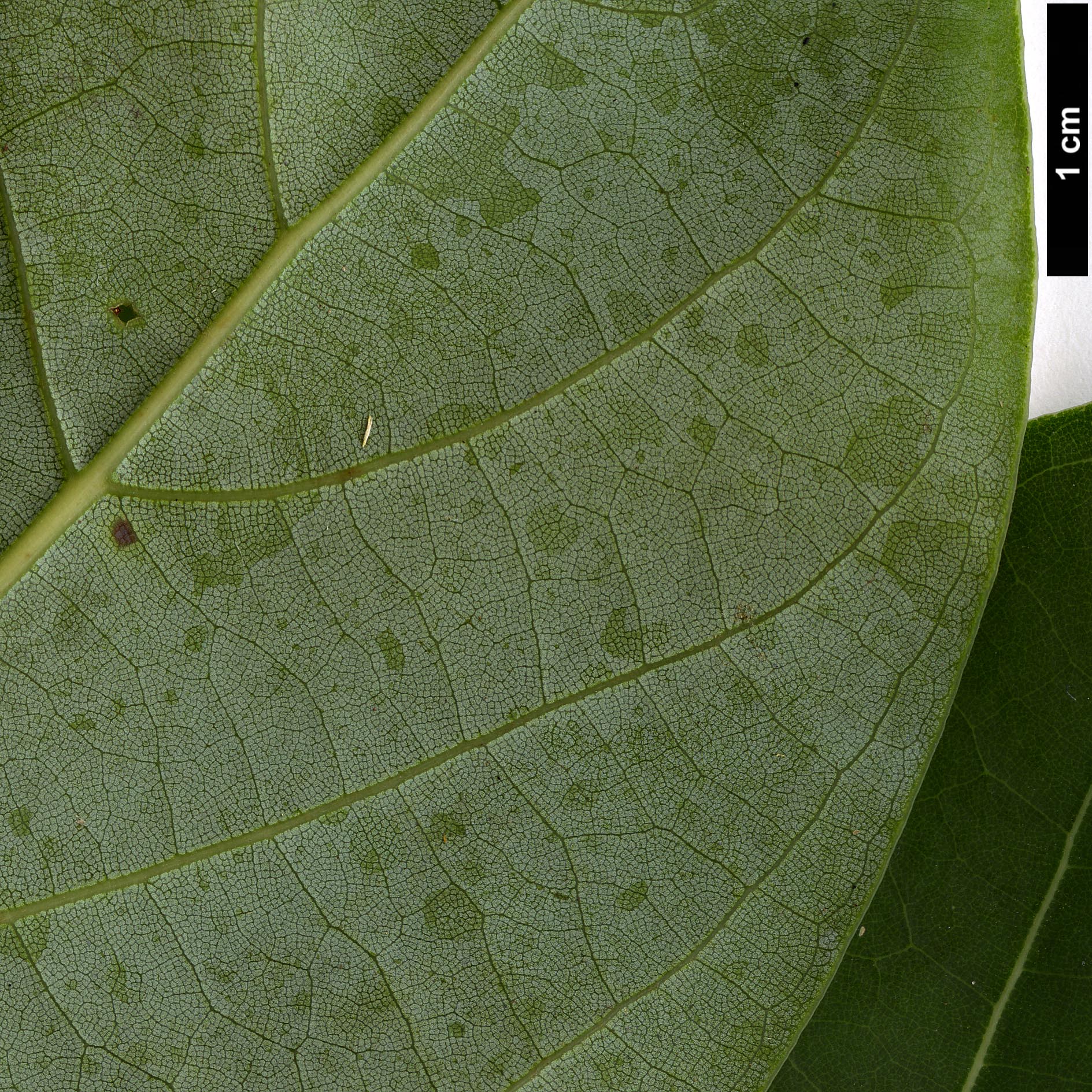 High resolution image: Family: Lauraceae - Genus: Cinnamomum - Taxon: glanduliferum