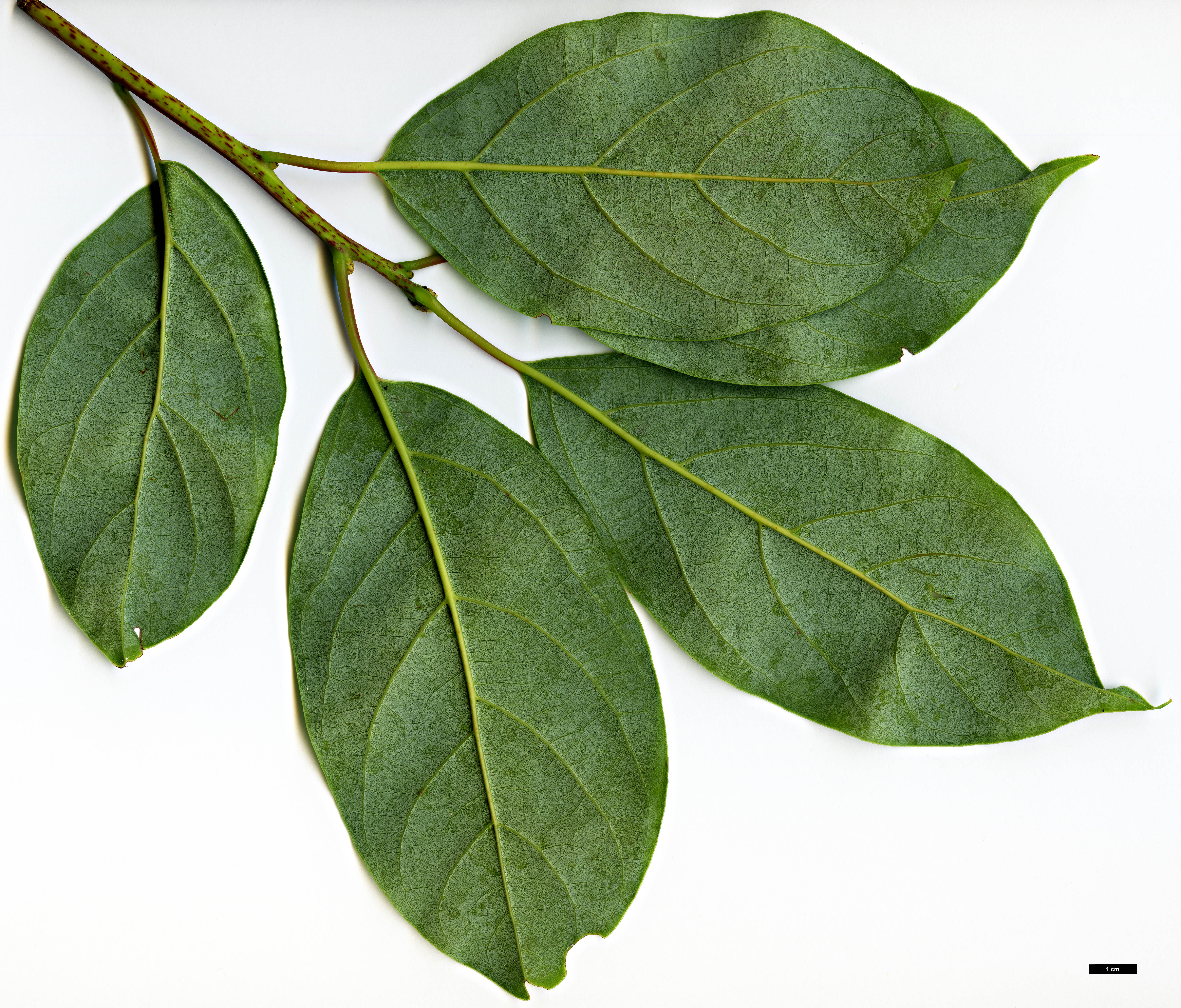 High resolution image: Family: Lauraceae - Genus: Cinnamomum - Taxon: glanduliferum