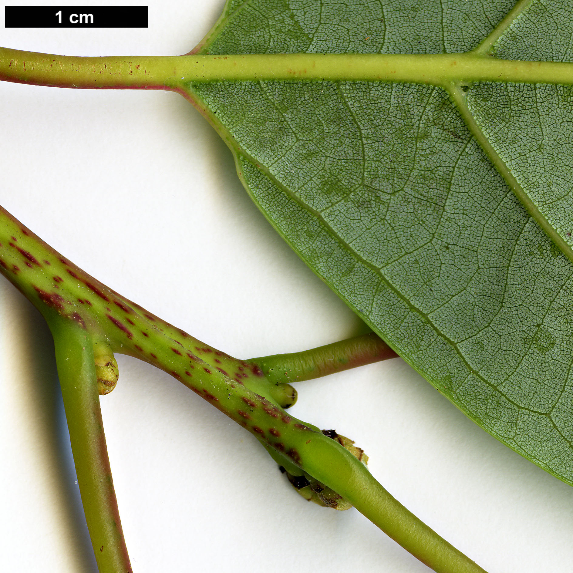 High resolution image: Family: Lauraceae - Genus: Cinnamomum - Taxon: glanduliferum