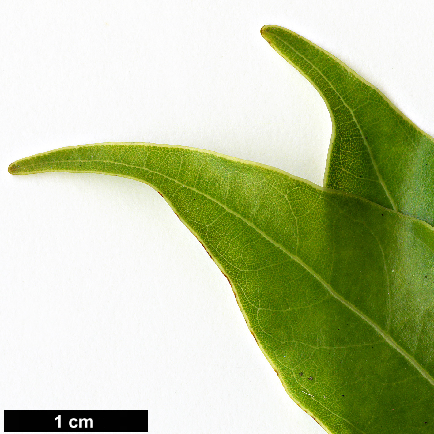 High resolution image: Family: Lauraceae - Genus: Cinnamomum - Taxon: insularimontanum