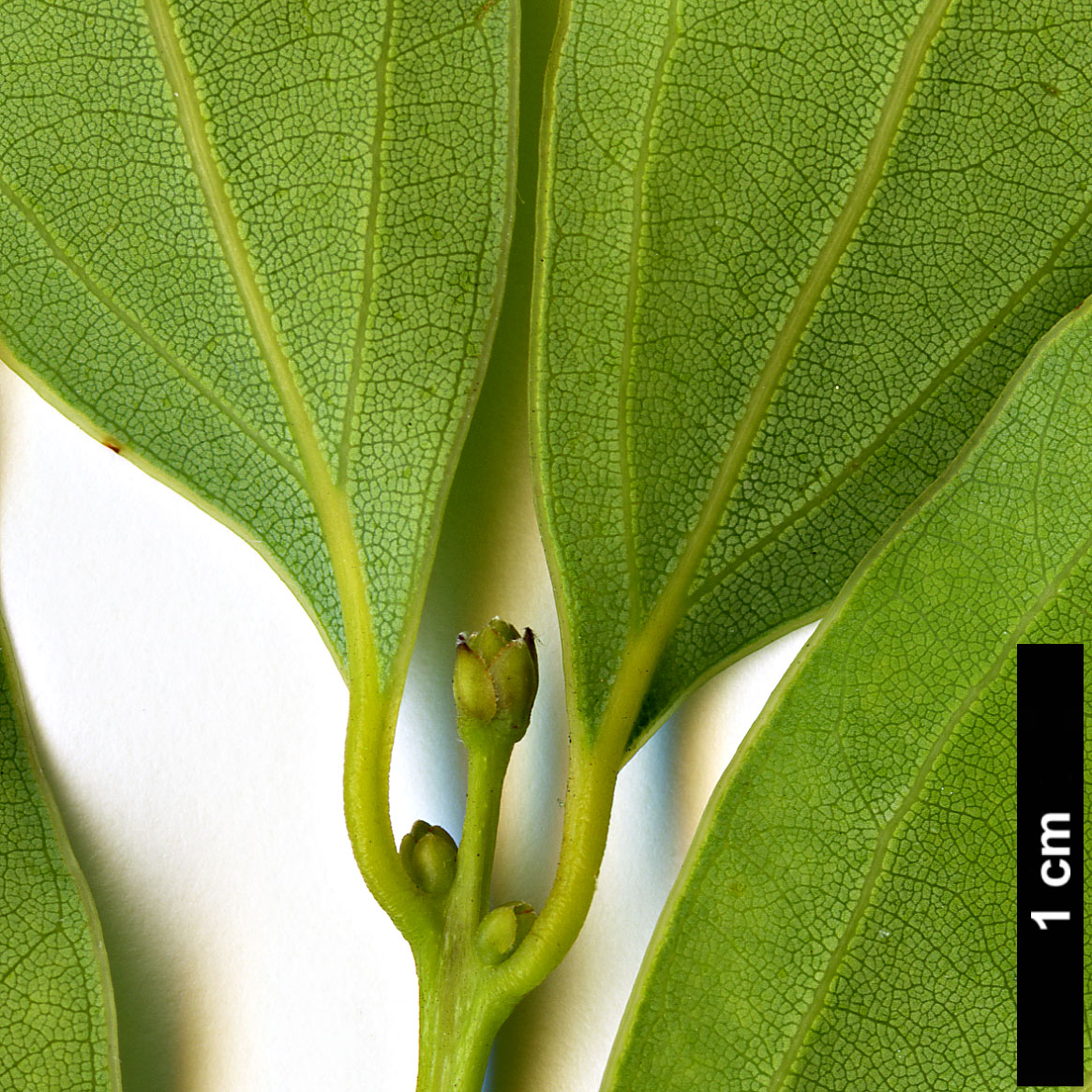 High resolution image: Family: Lauraceae - Genus: Cinnamomum - Taxon: insularimontanum