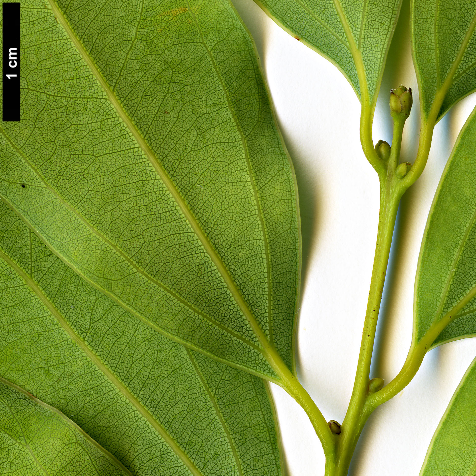 High resolution image: Family: Lauraceae - Genus: Cinnamomum - Taxon: insularimontanum