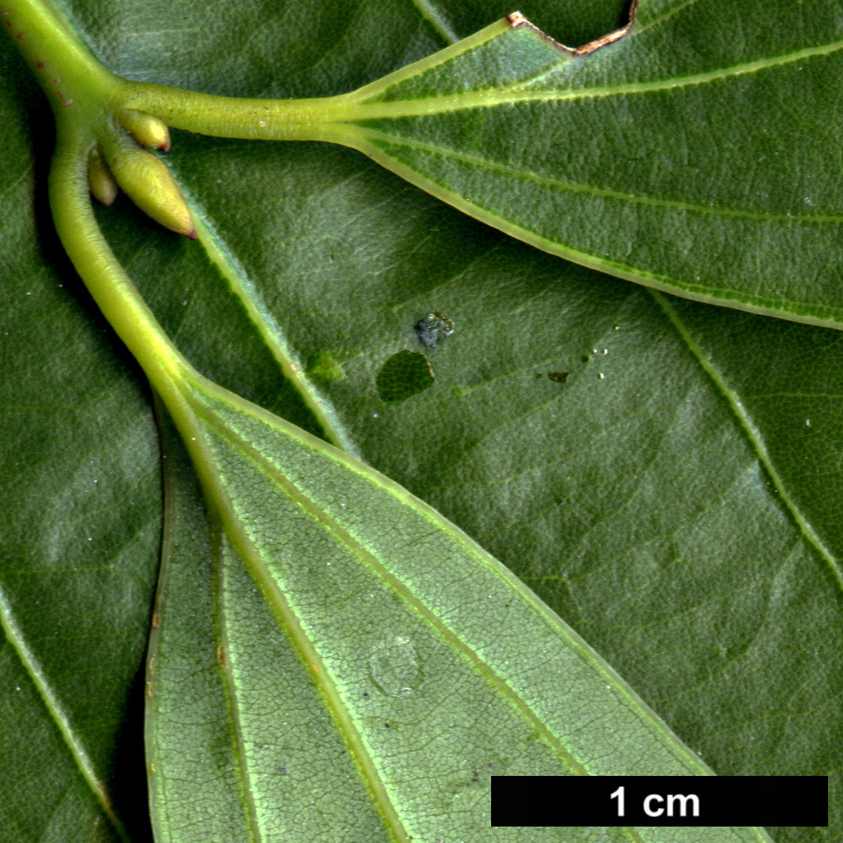 High resolution image: Family: Lauraceae - Genus: Cinnamomum - Taxon: japonicum