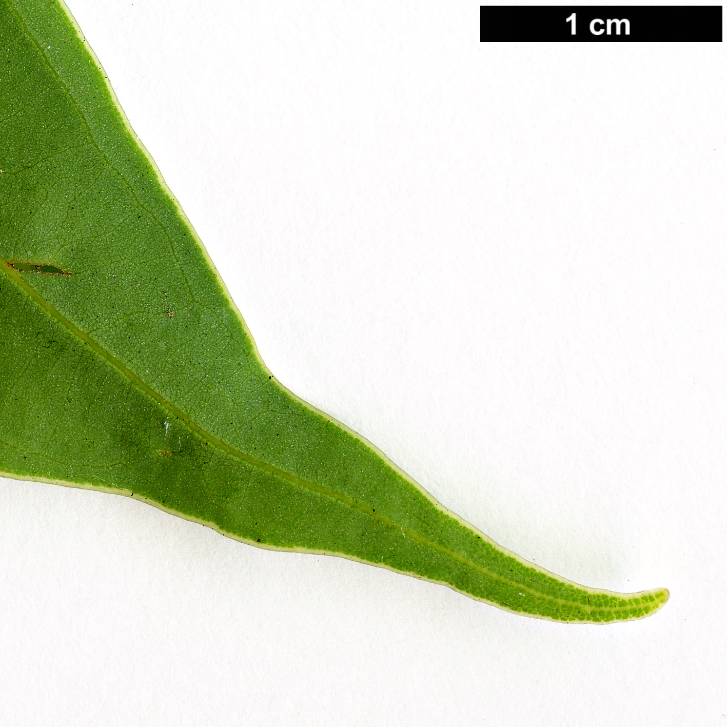 High resolution image: Family: Lauraceae - Genus: Cinnamomum - Taxon: japonicum