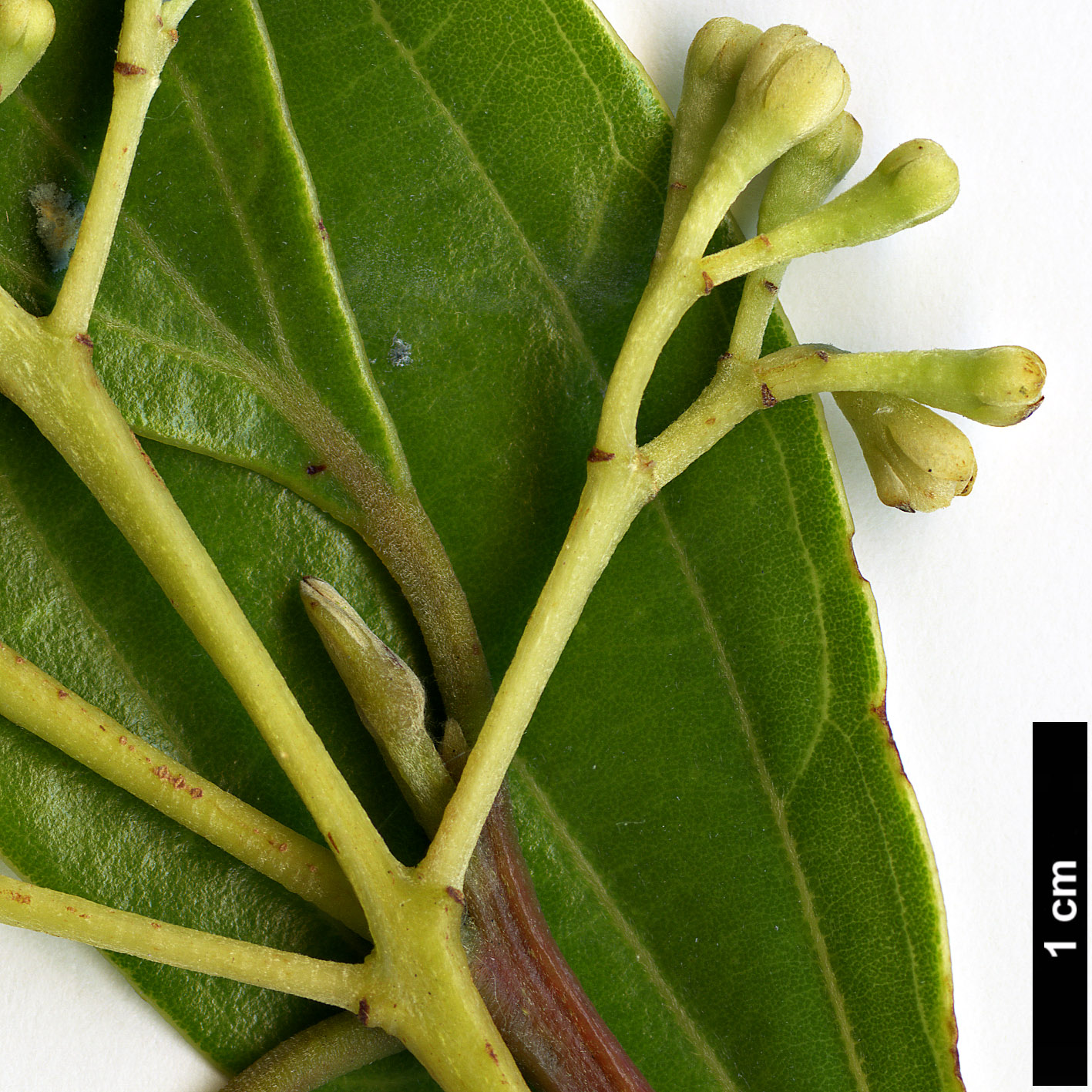 High resolution image: Family: Lauraceae - Genus: Cinnamomum - Taxon: tonkinense