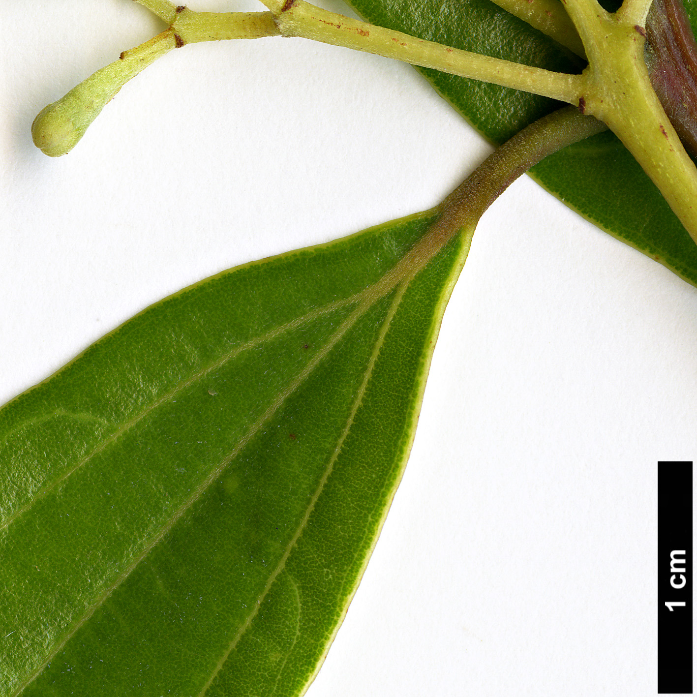 High resolution image: Family: Lauraceae - Genus: Cinnamomum - Taxon: tonkinense