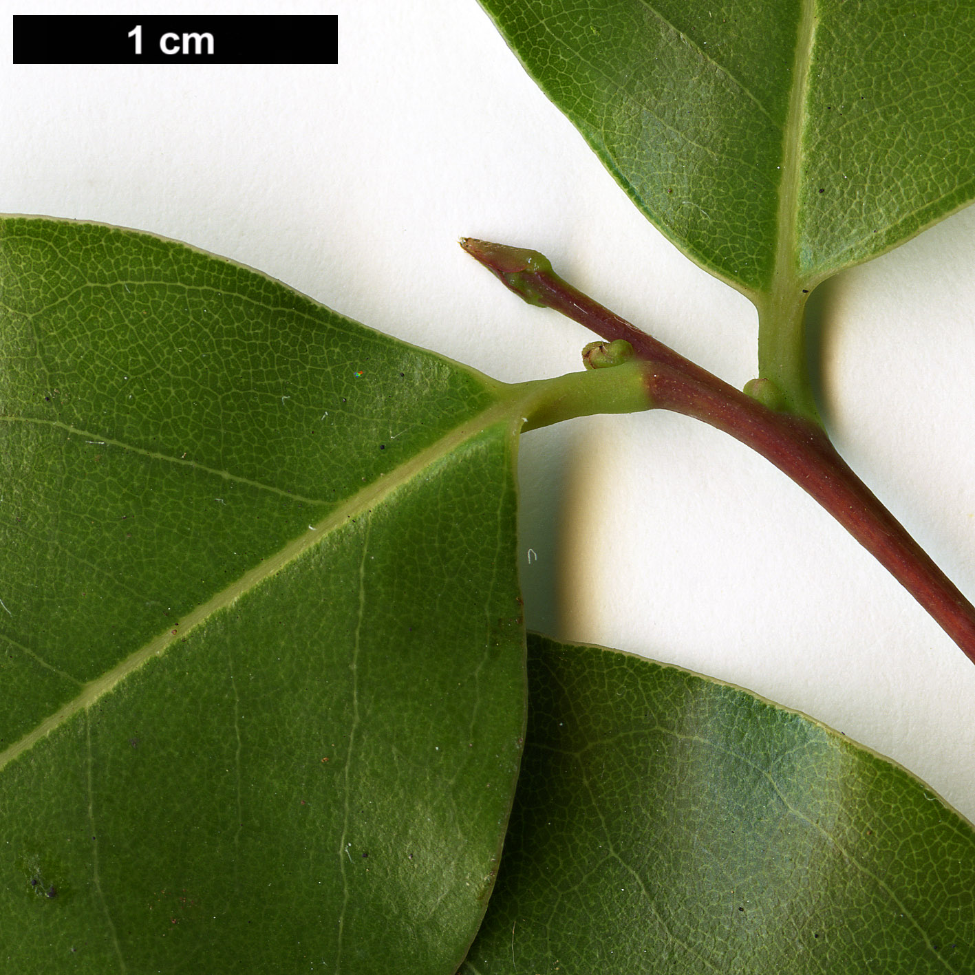 High resolution image: Family: Lauraceae - Genus: Cryptocarya - Taxon: alba