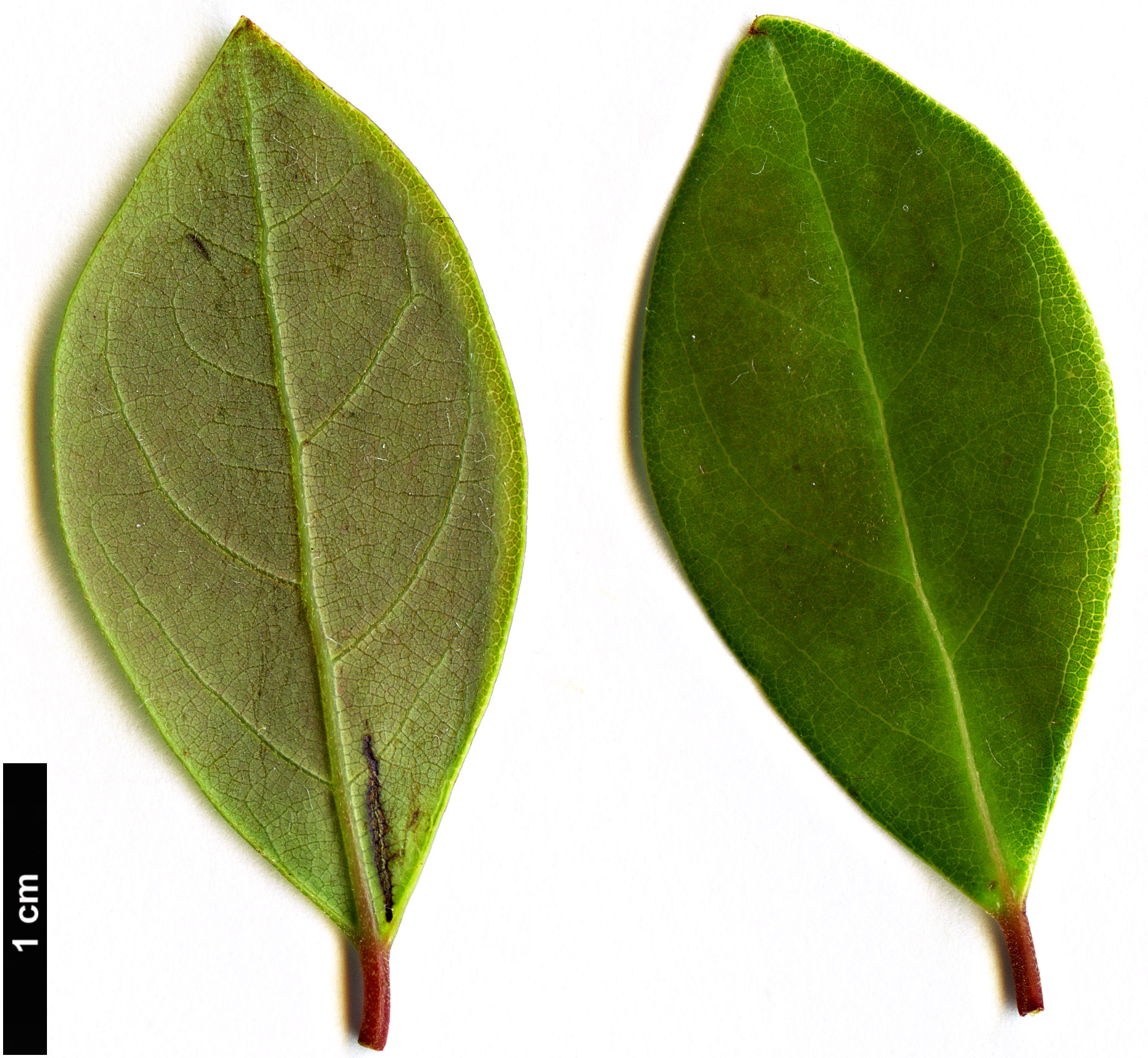 High resolution image: Family: Lauraceae - Genus: Lindera - Taxon: akoensis