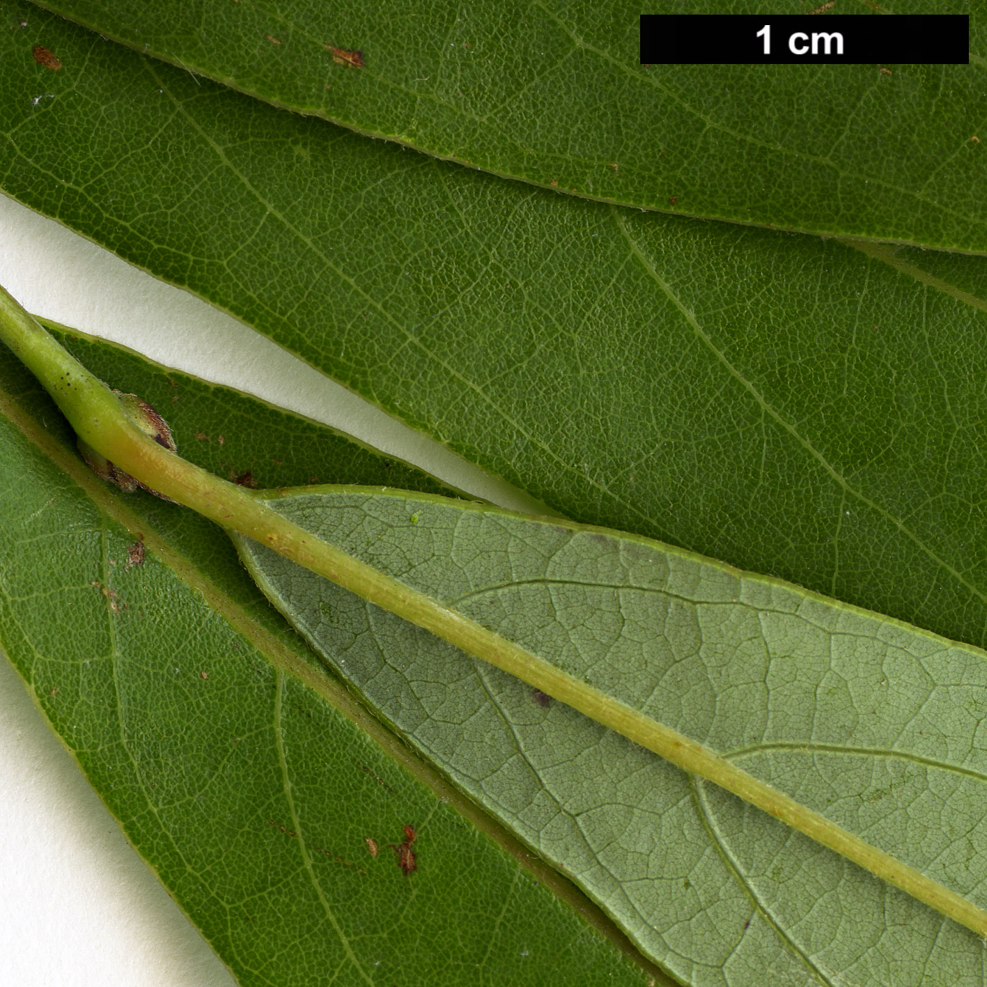 High resolution image: Family: Lauraceae - Genus: Lindera - Taxon: angustifolia