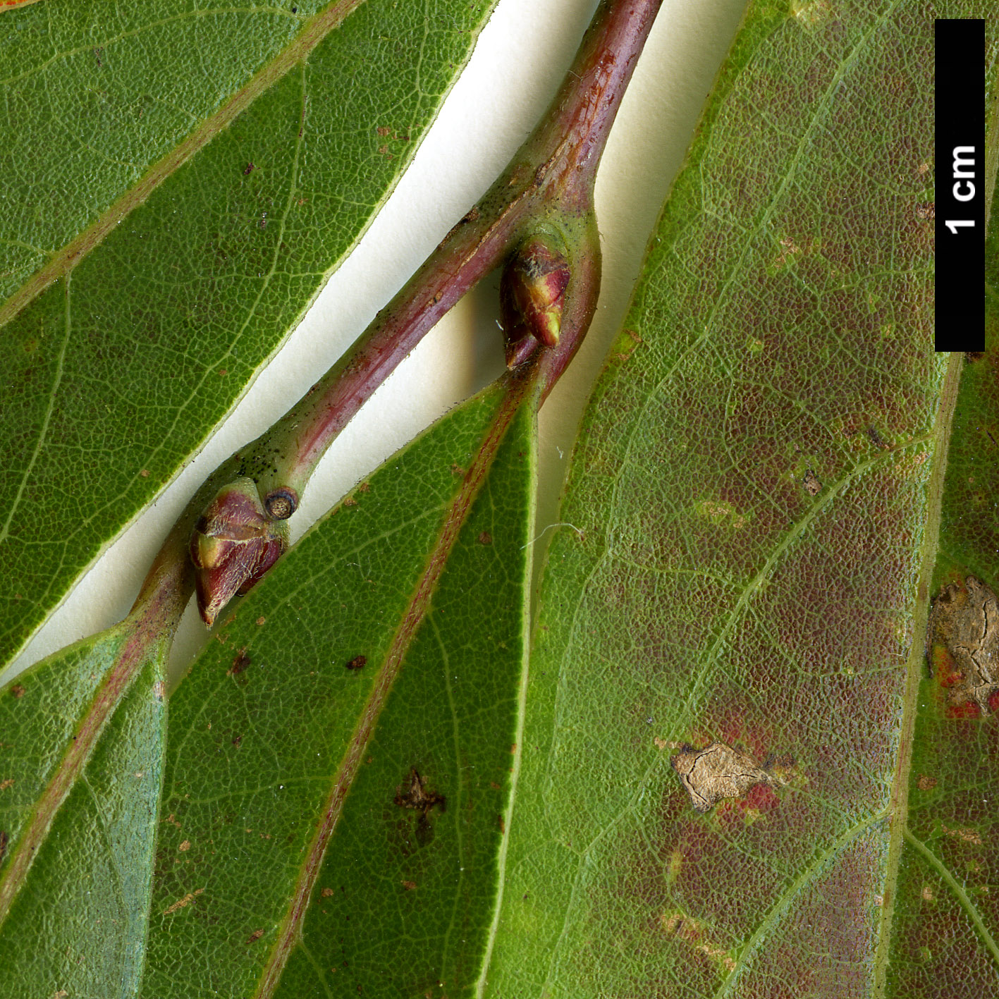 High resolution image: Family: Lauraceae - Genus: Lindera - Taxon: angustifolia