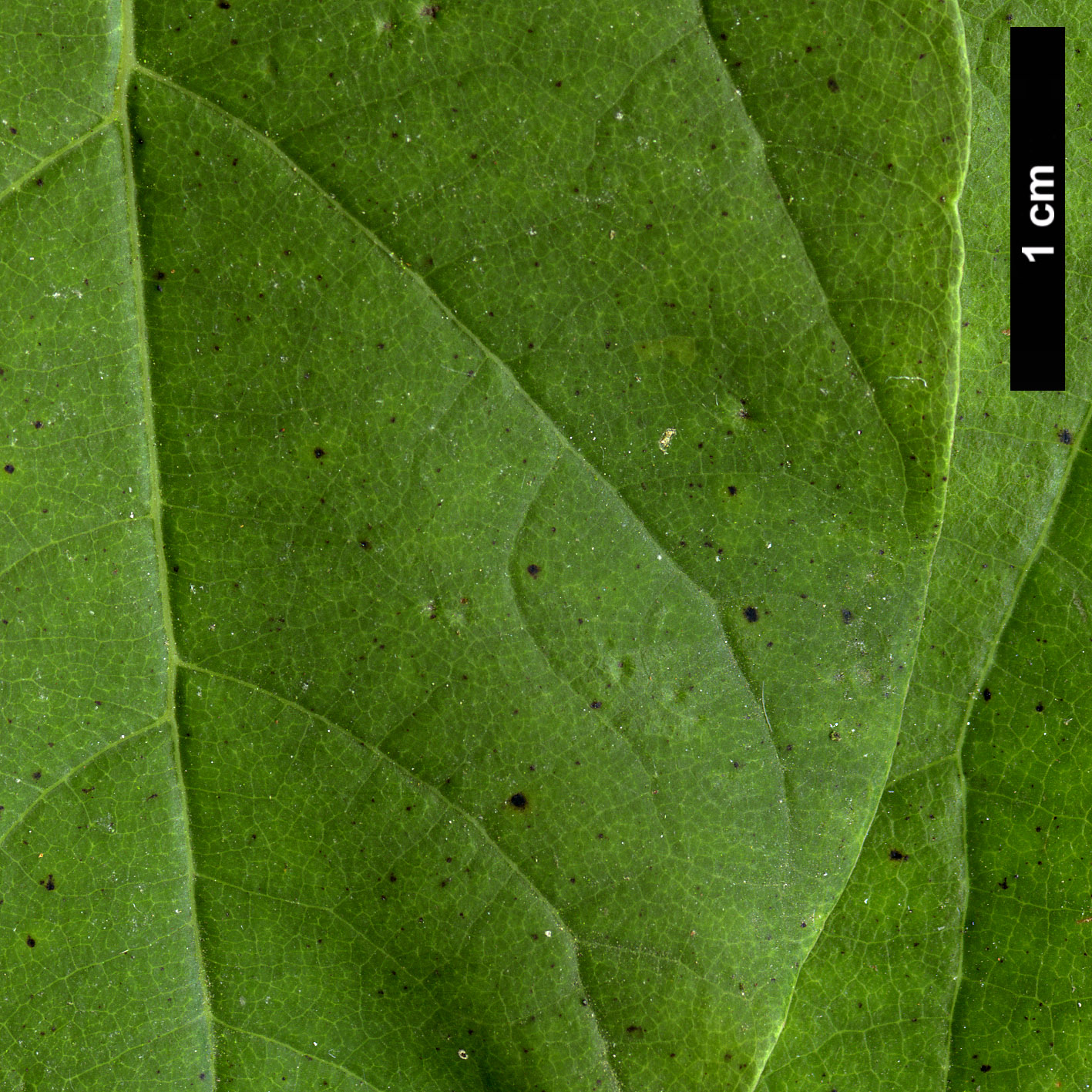 High resolution image: Family: Lauraceae - Genus: Lindera - Taxon: benzoin