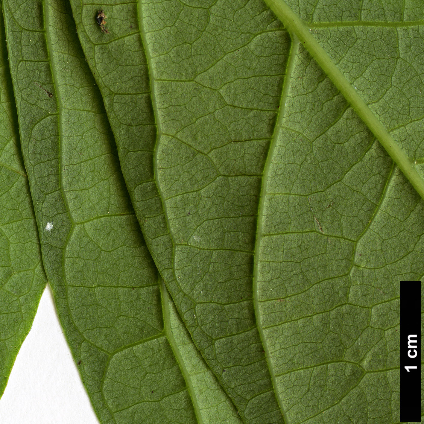 High resolution image: Family: Lauraceae - Genus: Lindera - Taxon: benzoin