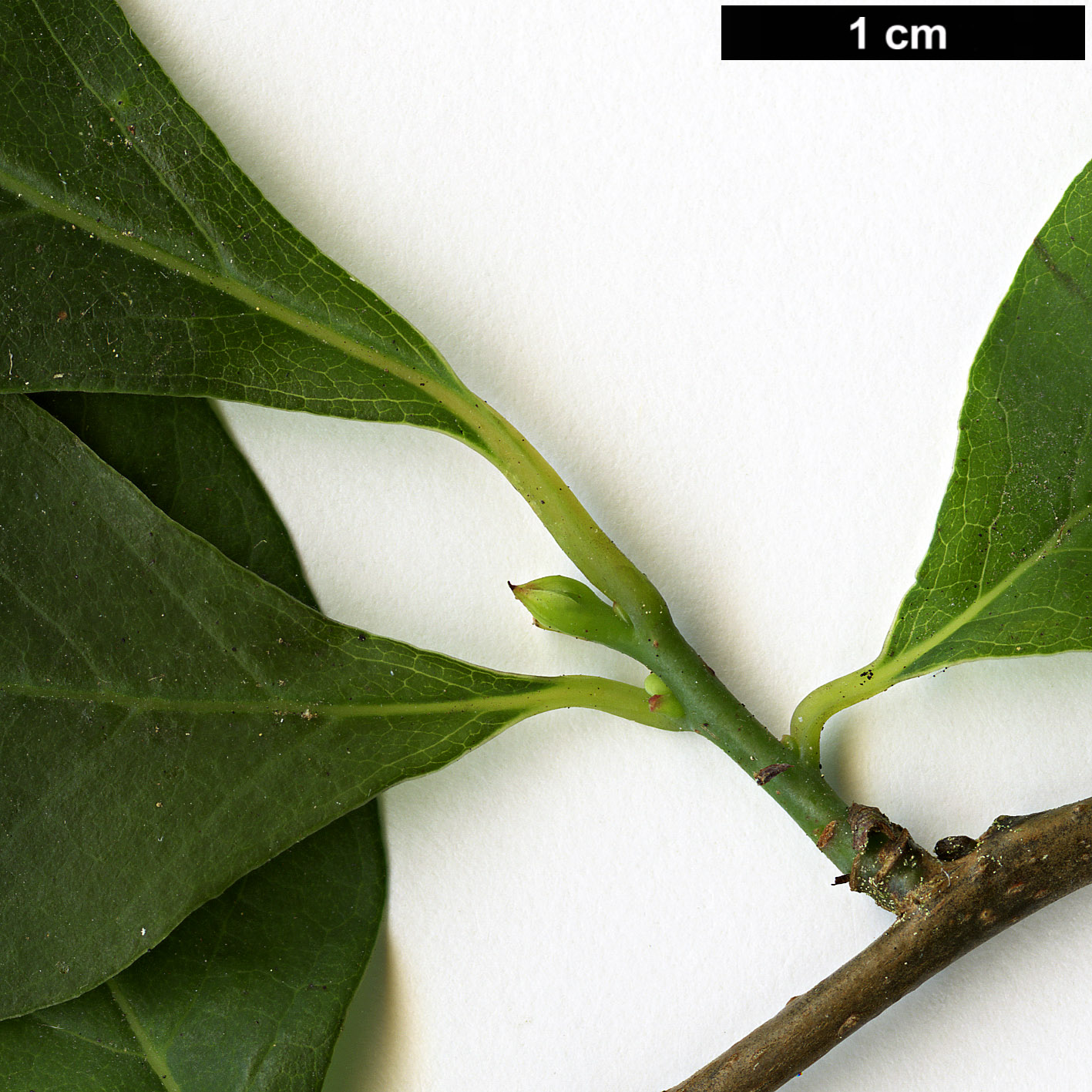 High resolution image: Family: Lauraceae - Genus: Lindera - Taxon: benzoin