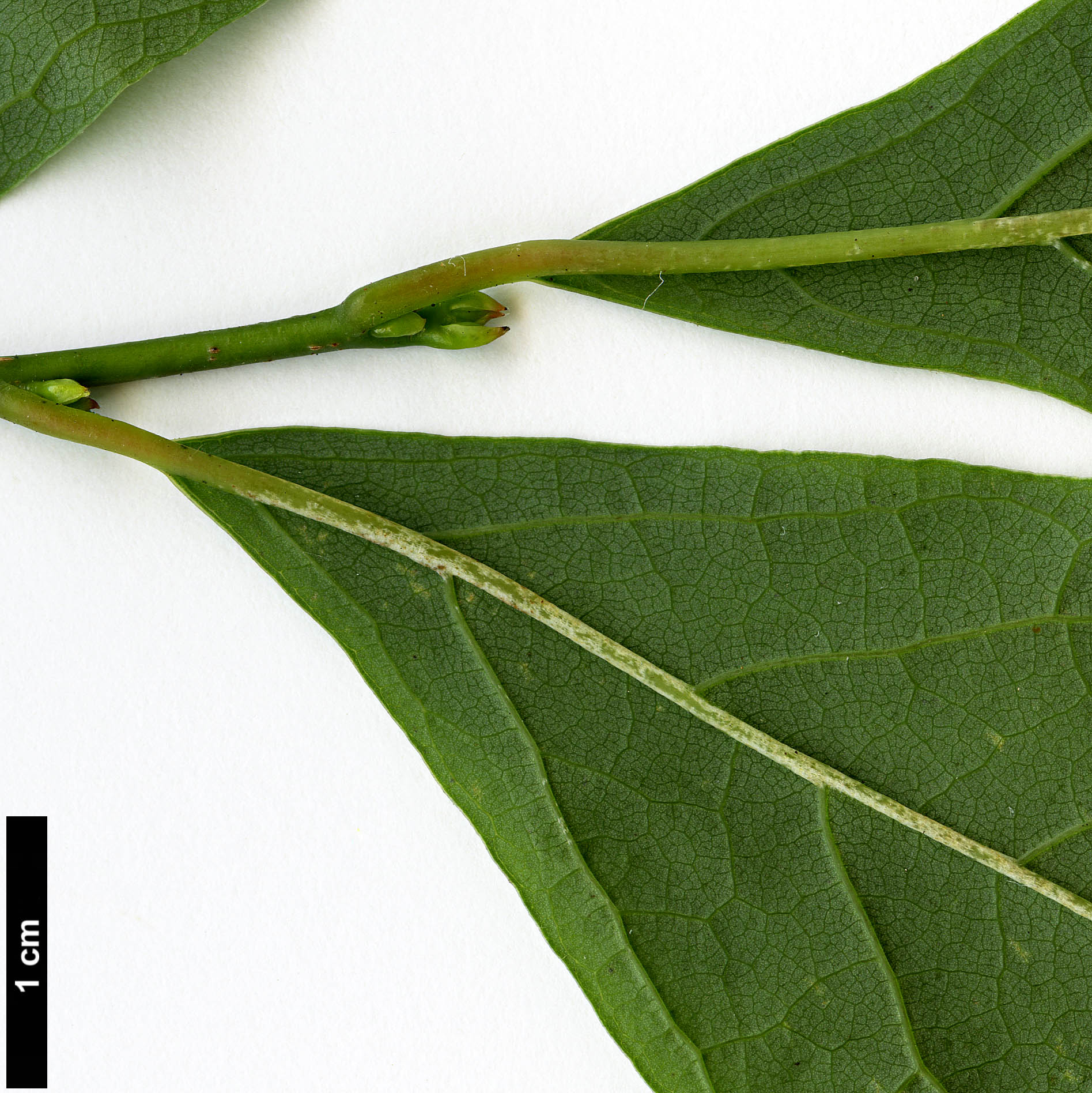 High resolution image: Family: Lauraceae - Genus: Lindera - Taxon: benzoin