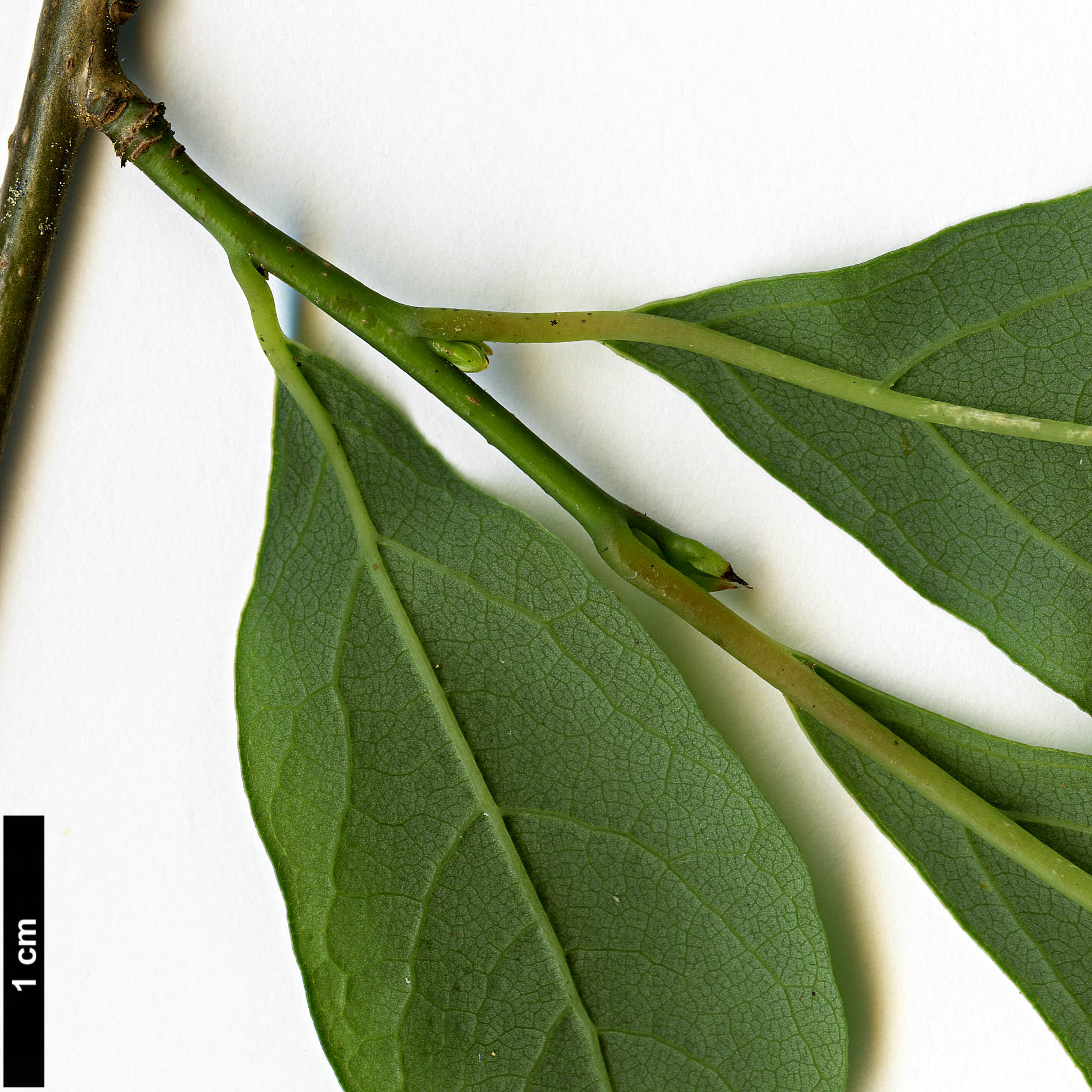 High resolution image: Family: Lauraceae - Genus: Lindera - Taxon: benzoin