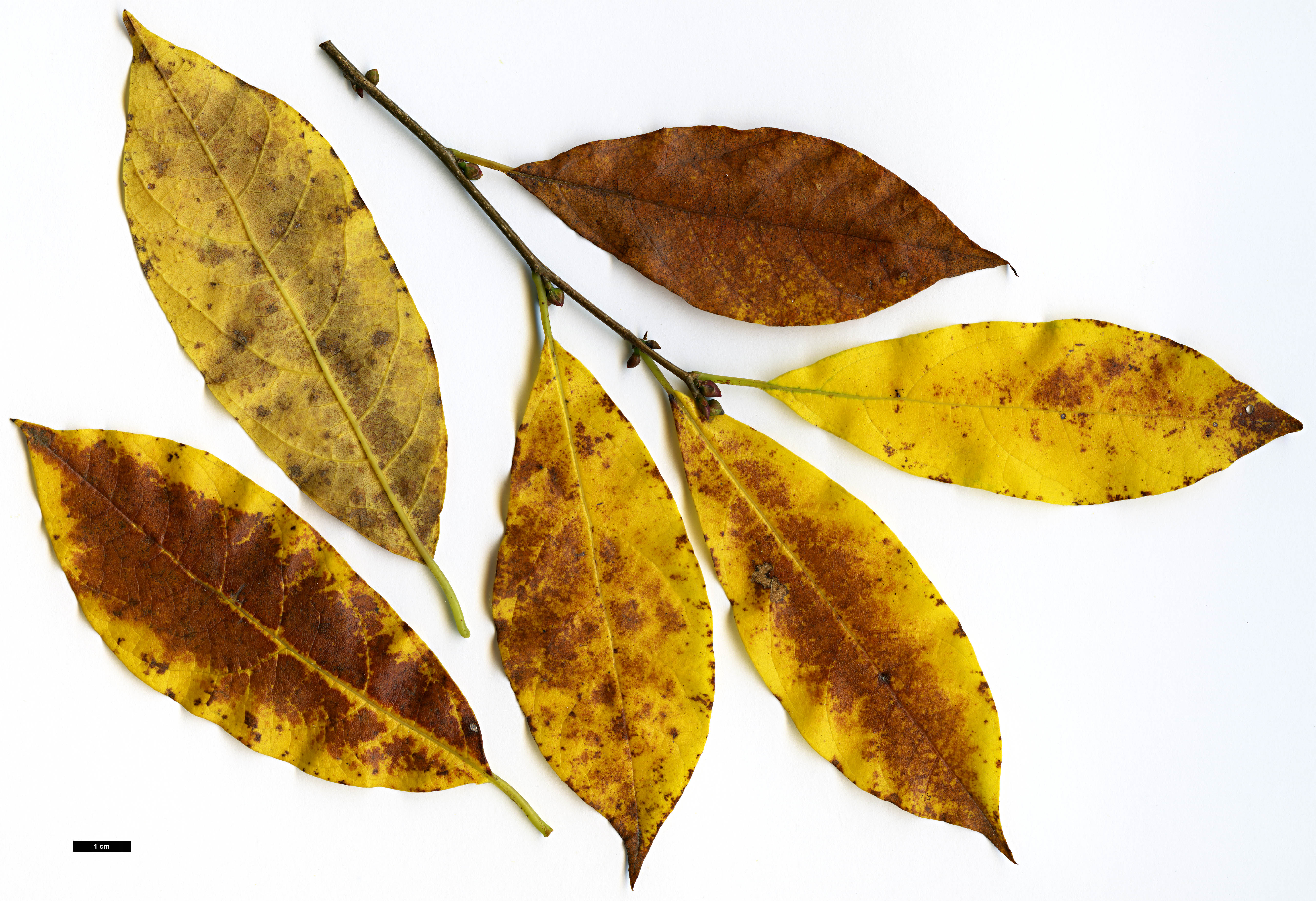 High resolution image: Family: Lauraceae - Genus: Lindera - Taxon: benzoin