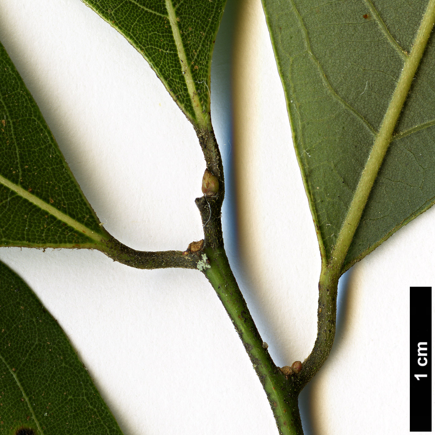 High resolution image: Family: Lauraceae - Genus: Lindera - Taxon: communis