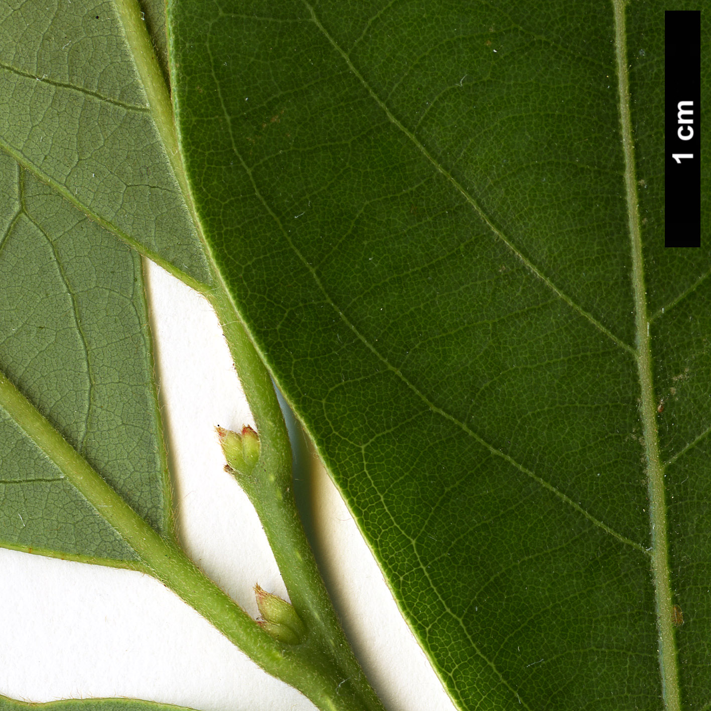 High resolution image: Family: Lauraceae - Genus: Lindera - Taxon: communis