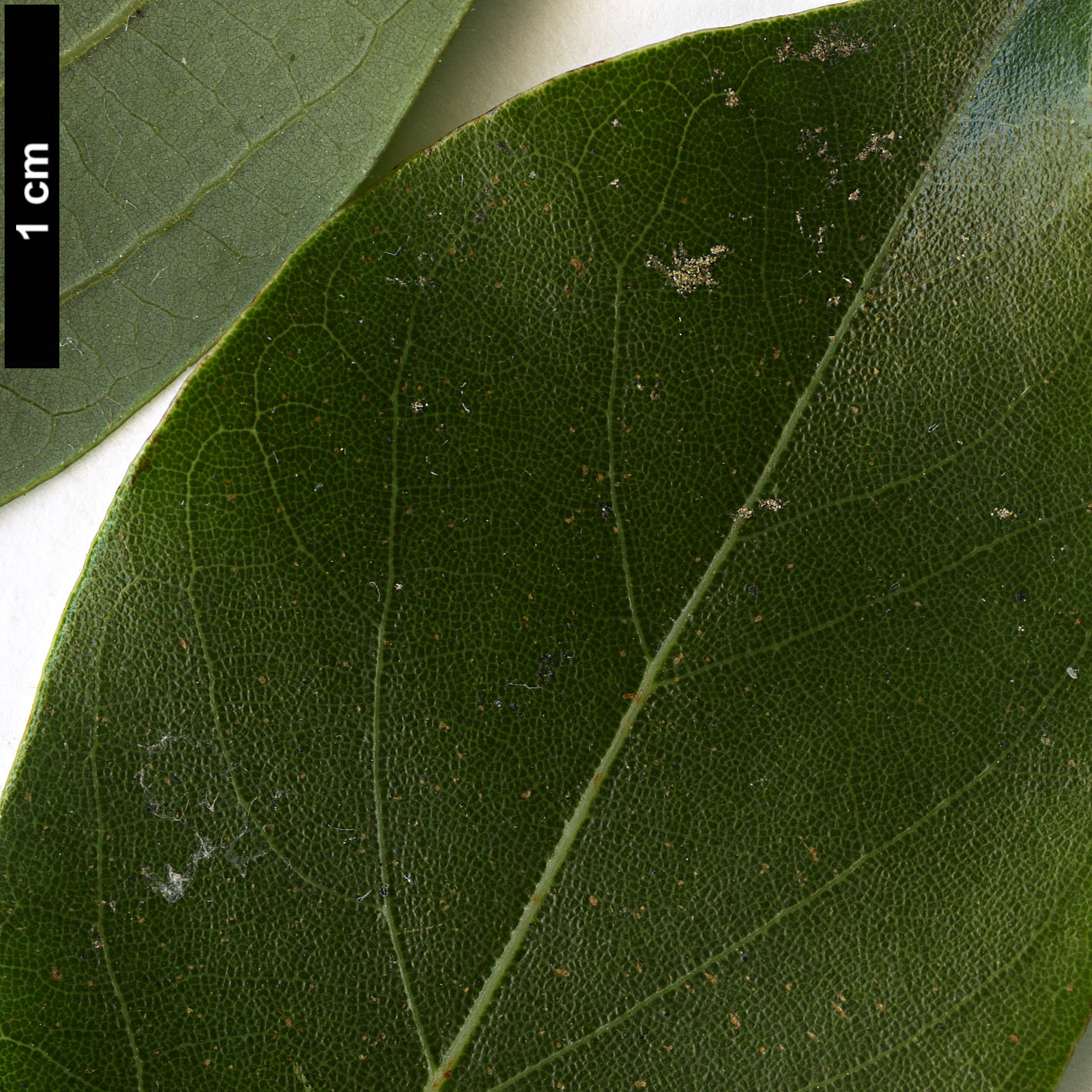 High resolution image: Family: Lauraceae - Genus: Lindera - Taxon: communis